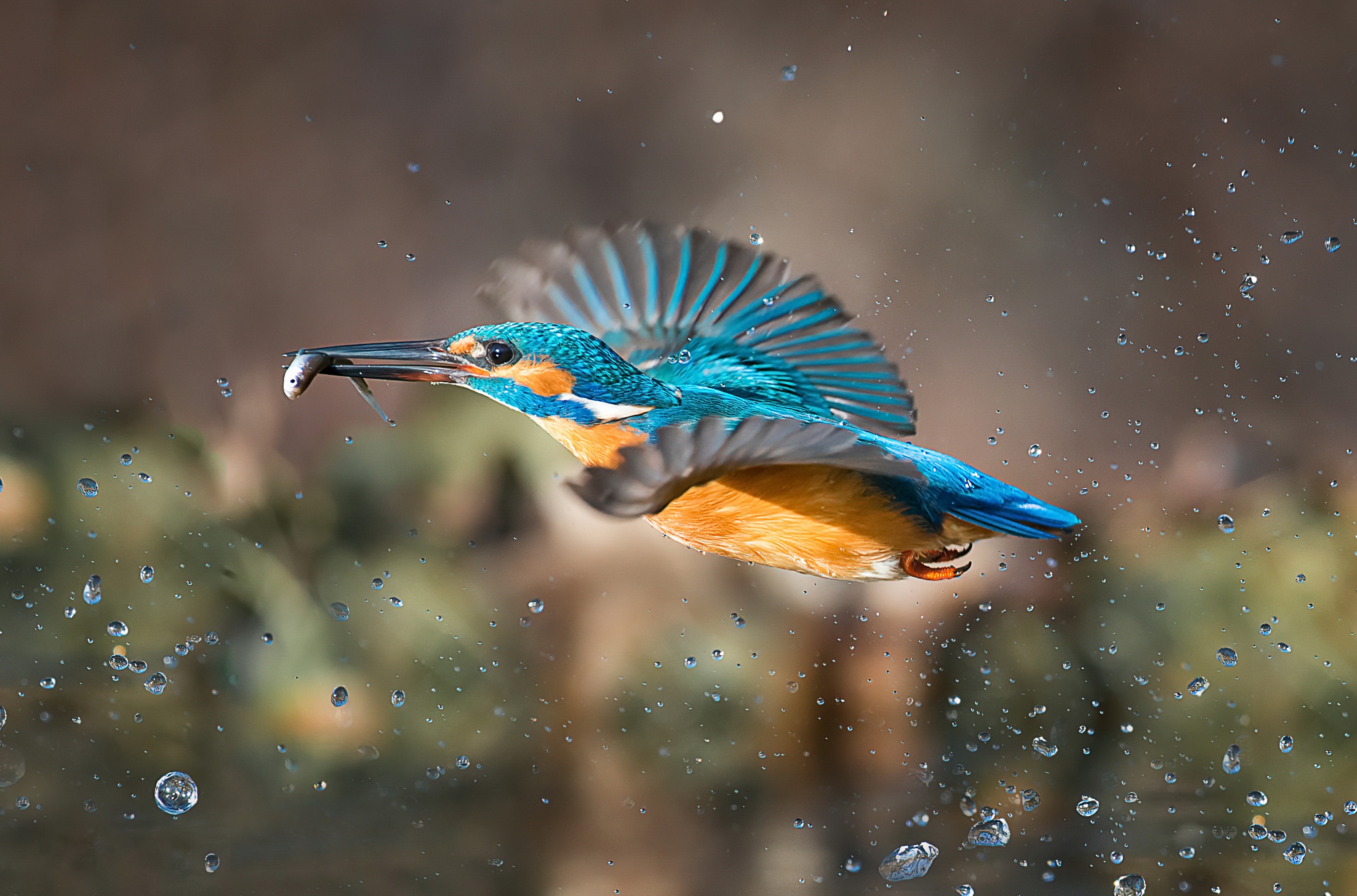 Free download wallpaper Birds, Bird, Animal, Kingfisher on your PC desktop