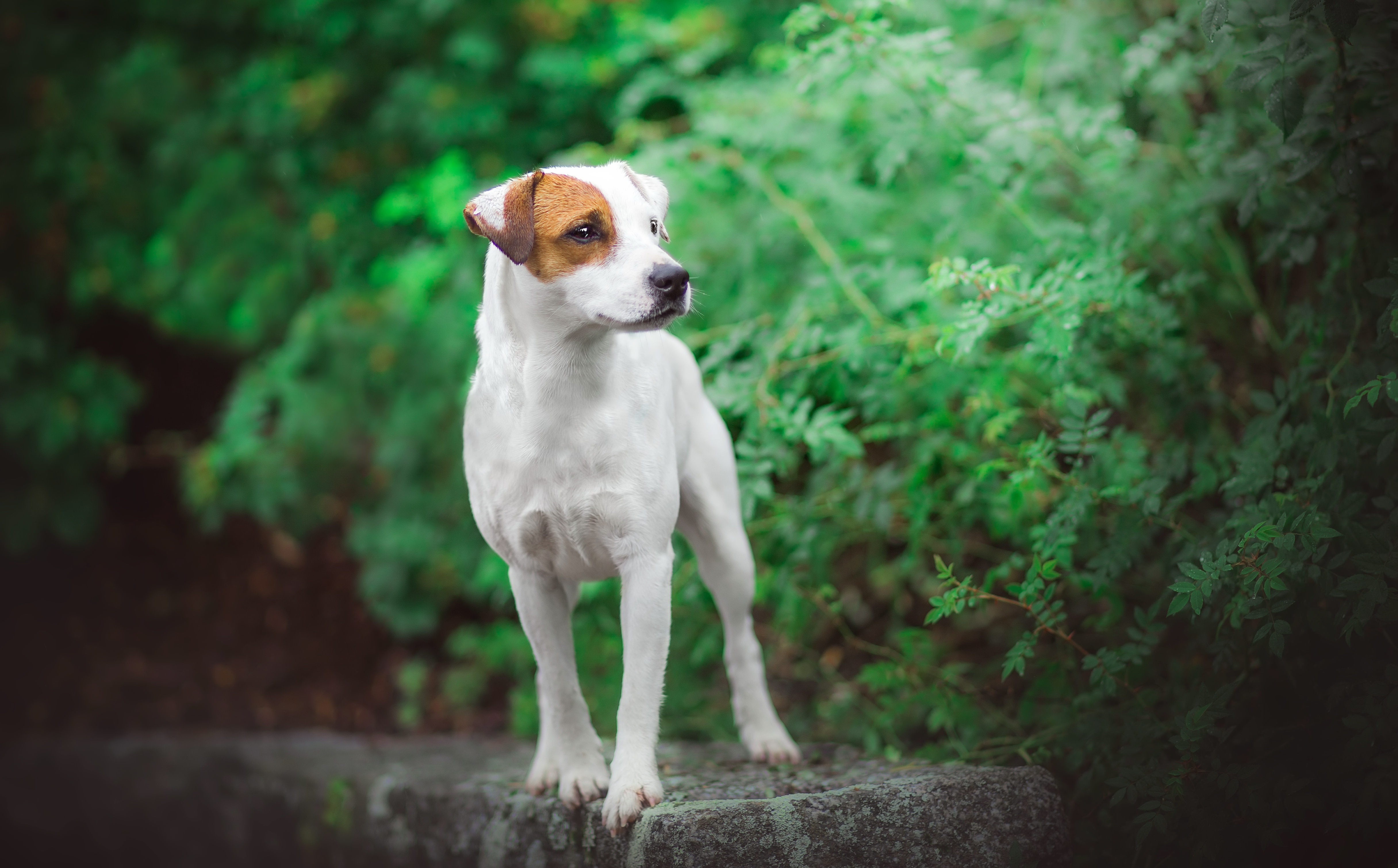 434665 Hintergrundbilder und Jack Russell Terrier Bilder auf dem Desktop. Laden Sie  Bildschirmschoner kostenlos auf den PC herunter
