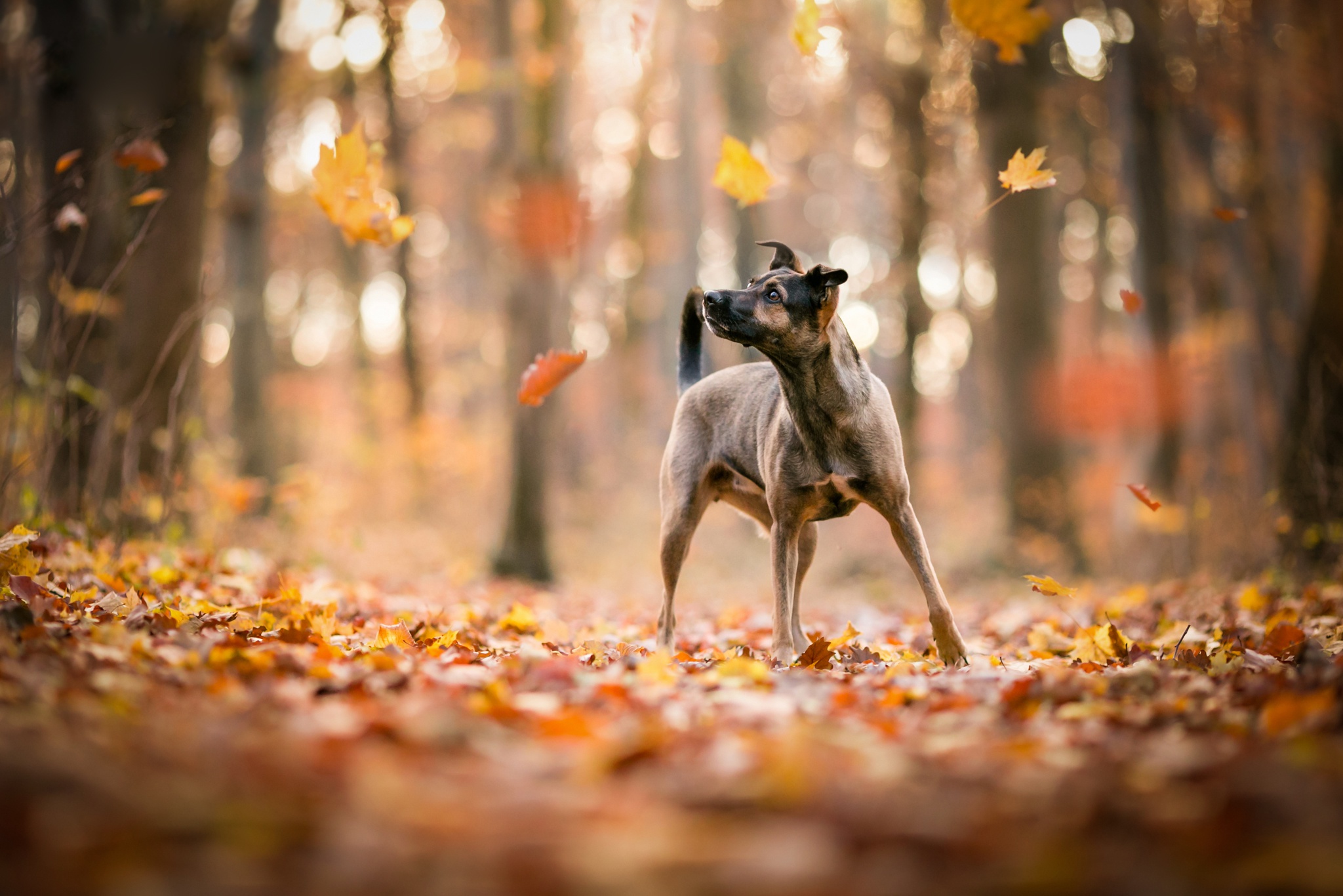 Download mobile wallpaper Dogs, Dog, Leaf, Fall, Animal, Depth Of Field for free.