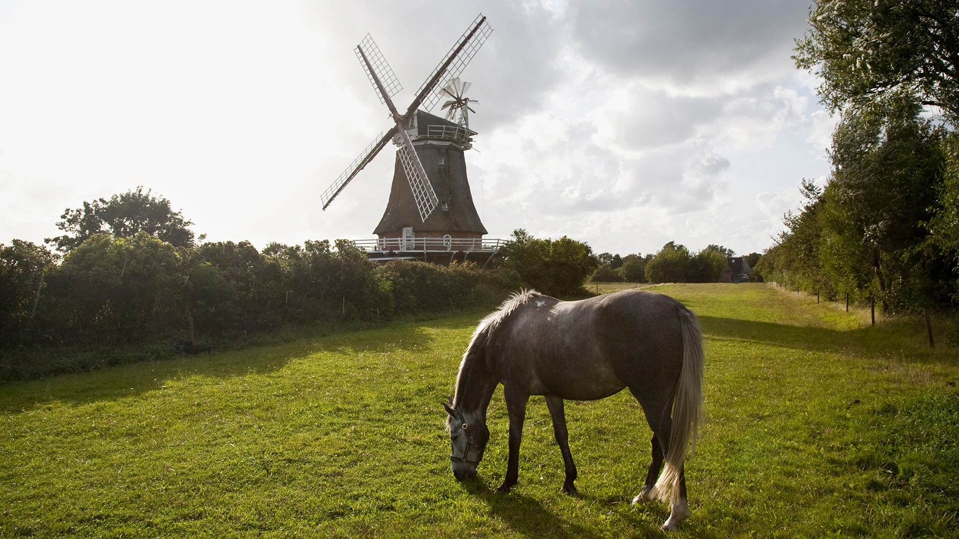 Téléchargez des papiers peints mobile Animaux, Cheval gratuitement.