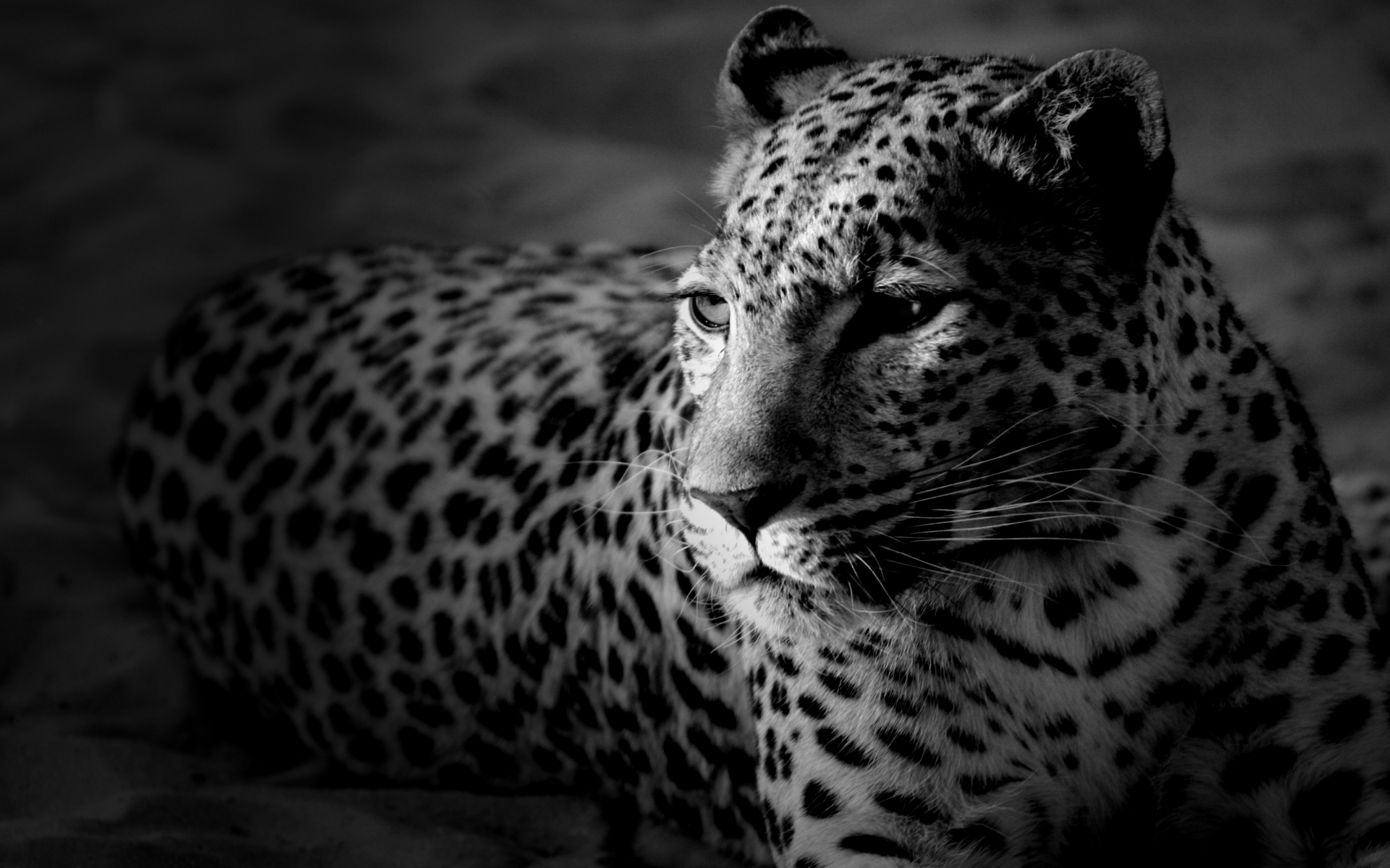 11222 descargar imagen animales, fotografía artística, leopardos, gris: fondos de pantalla y protectores de pantalla gratis