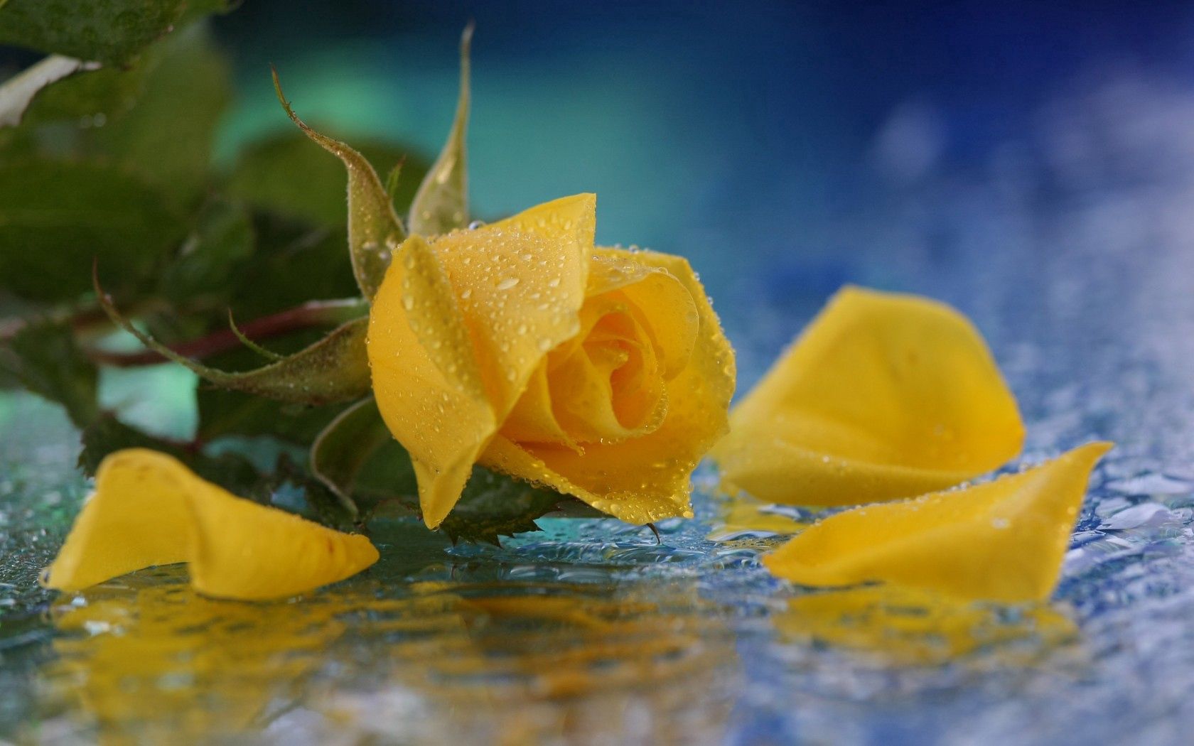 無料モバイル壁紙水, 滴, 大きい, マクロ, 花, バラの花, 黄色, 薔薇をダウンロードします。