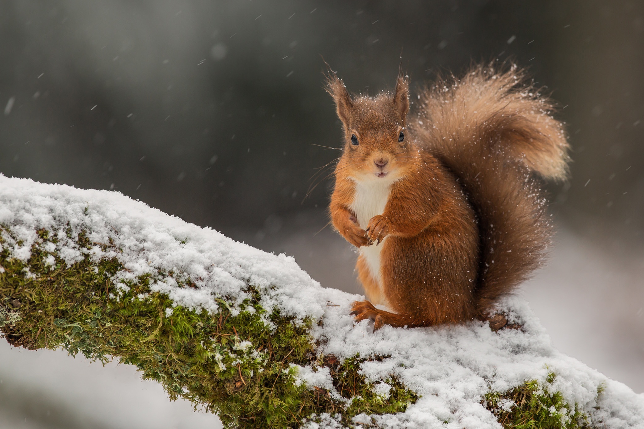 Baixe gratuitamente a imagem Animais, Inverno, Esquilo, Neve, Roedor na área de trabalho do seu PC