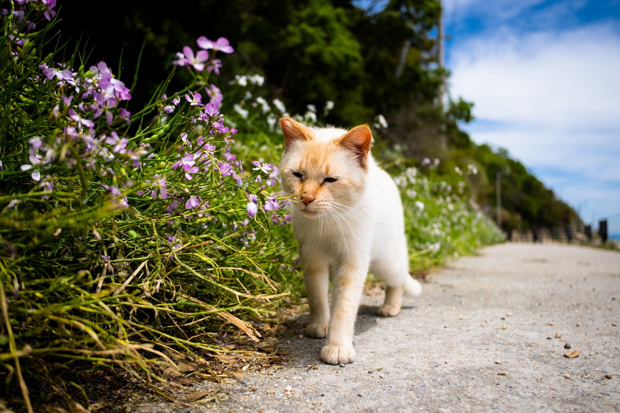 Handy-Wallpaper Tiere, Katzen, Katze, Tiefenschärfe kostenlos herunterladen.