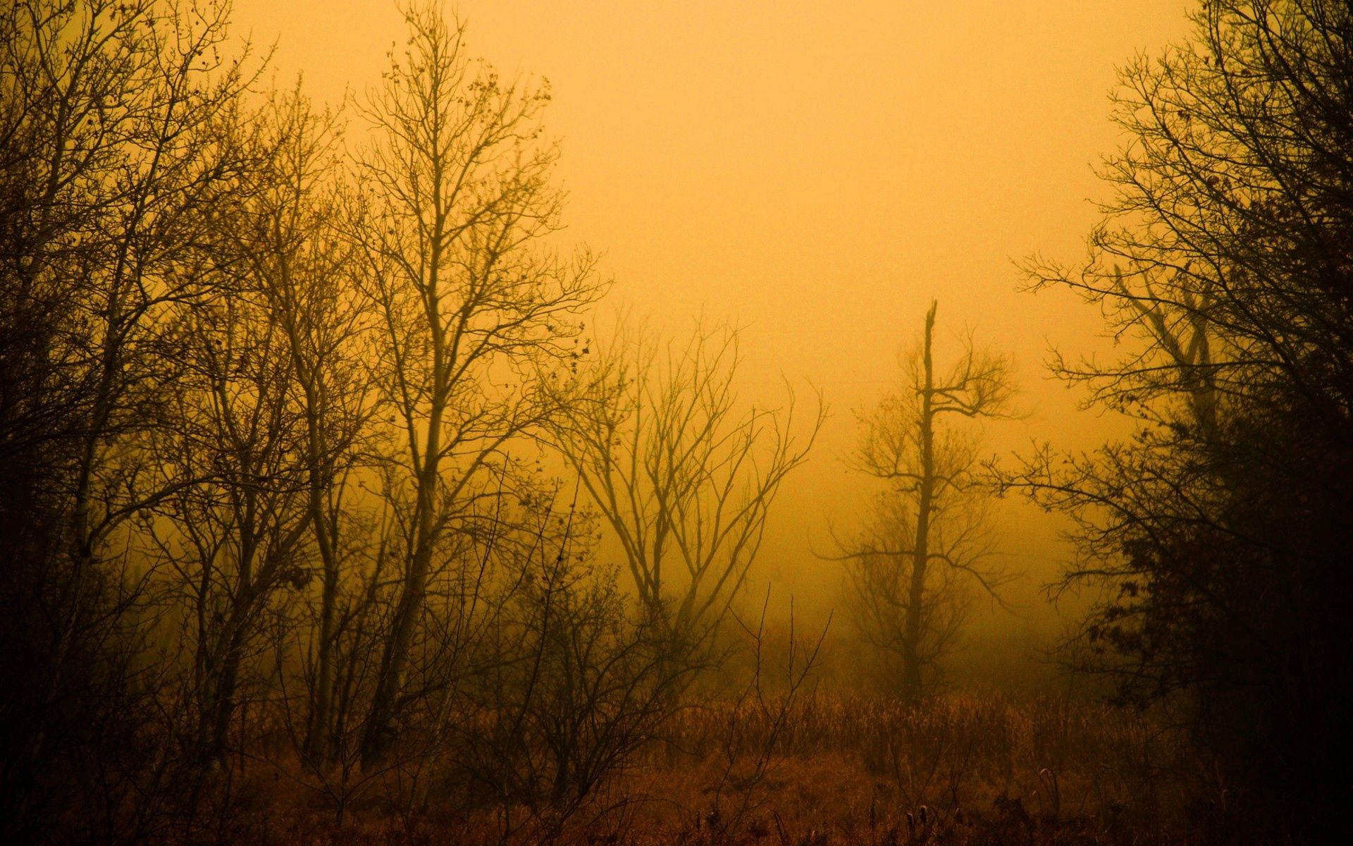 56177 скачать картинку оранжевый, голые, природа, деревья, осень, лес, туман, мгла, оранжевые - обои и заставки бесплатно