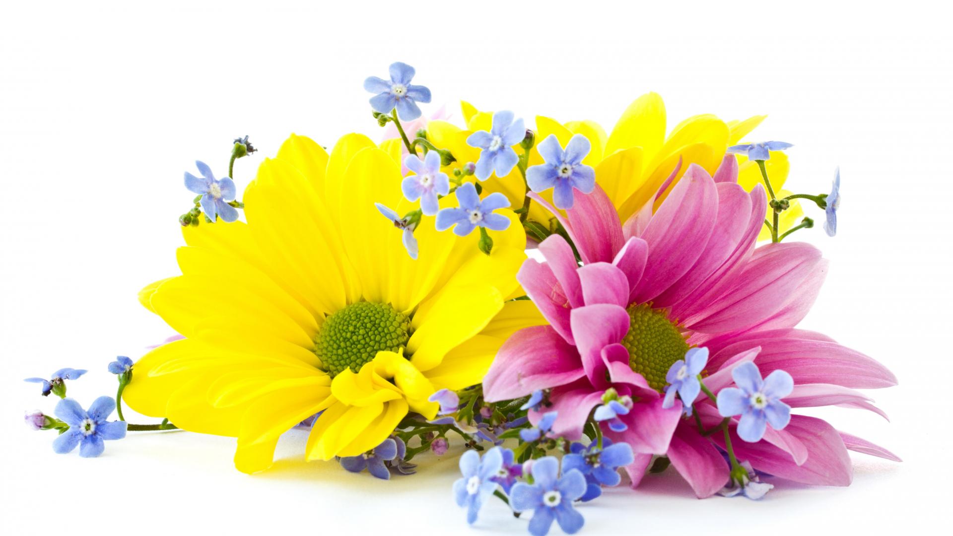 377396壁紙のダウンロードピンクの花, 地球, 菊, 青い花, デイジー, 花, 自然, 春, 黄色い花, フラワーズ-スクリーンセーバーと写真を無料で