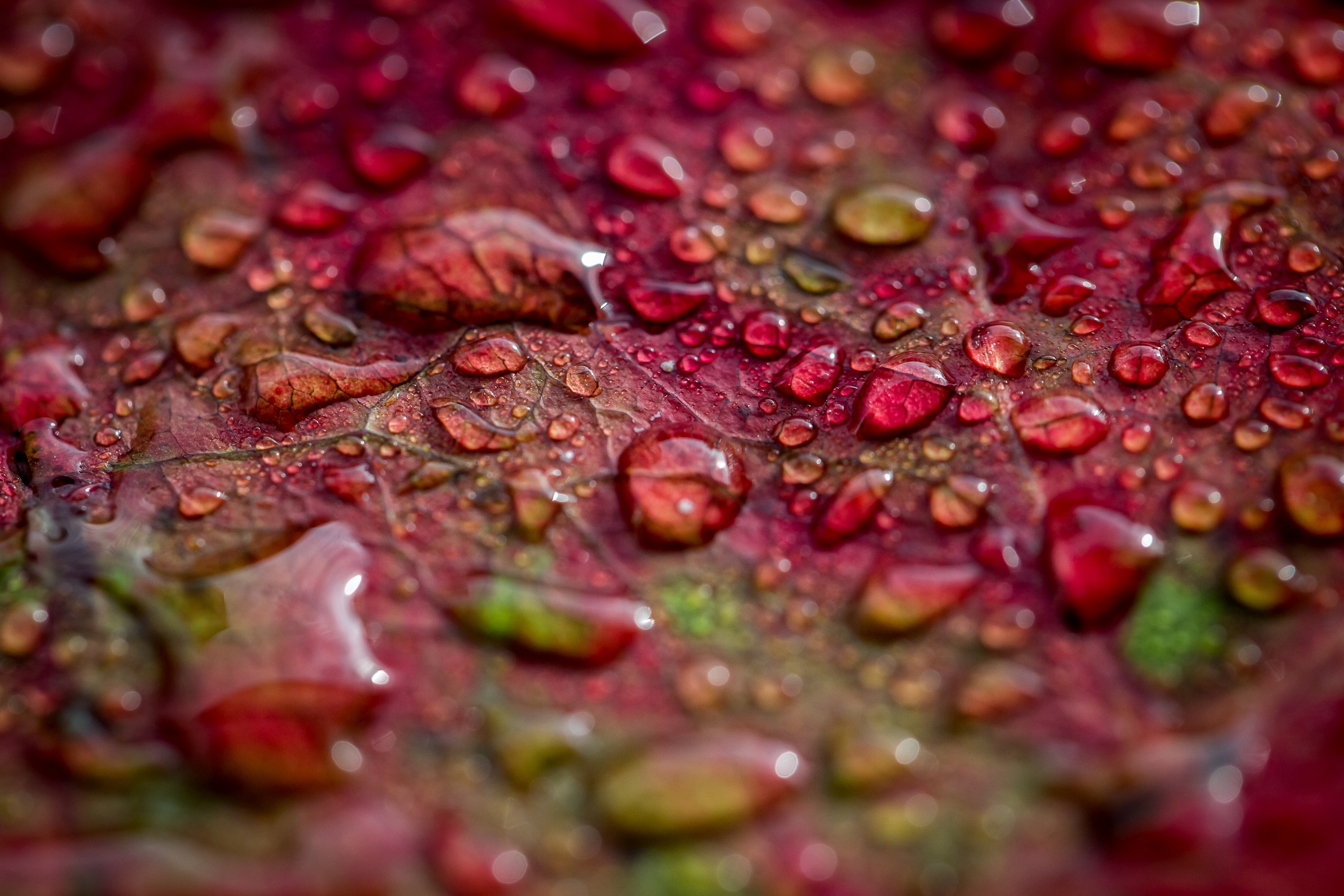 Descarga gratis la imagen Naturaleza, Hoja, Tierra/naturaleza, Gota De Agua, Macrofotografía, Profundidad De Campo en el escritorio de tu PC