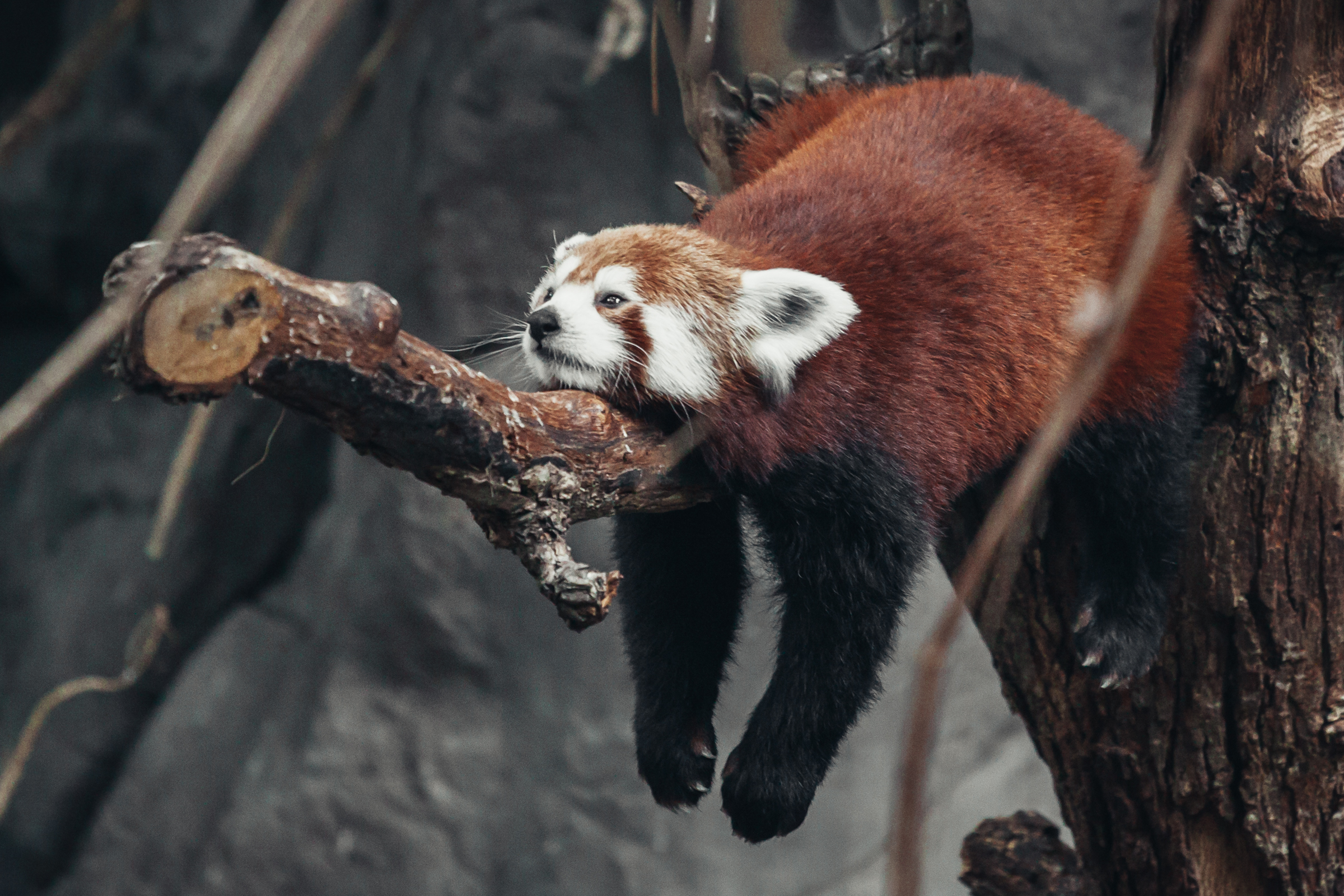 829811 скачать обои зоопарк, красная панда, отдых, животные - заставки и картинки бесплатно