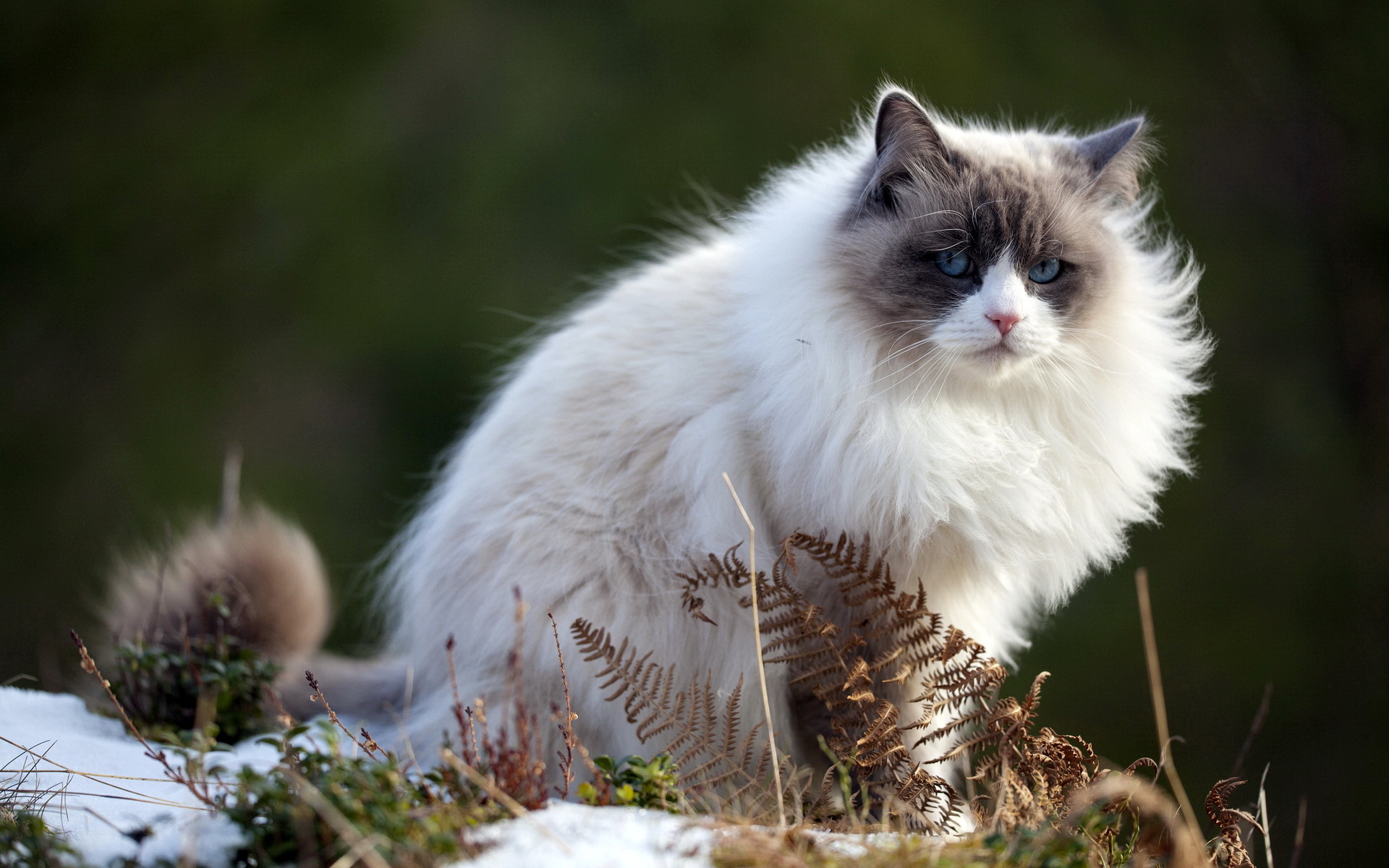 Baixe gratuitamente a imagem Animais, Gatos, Gato na área de trabalho do seu PC