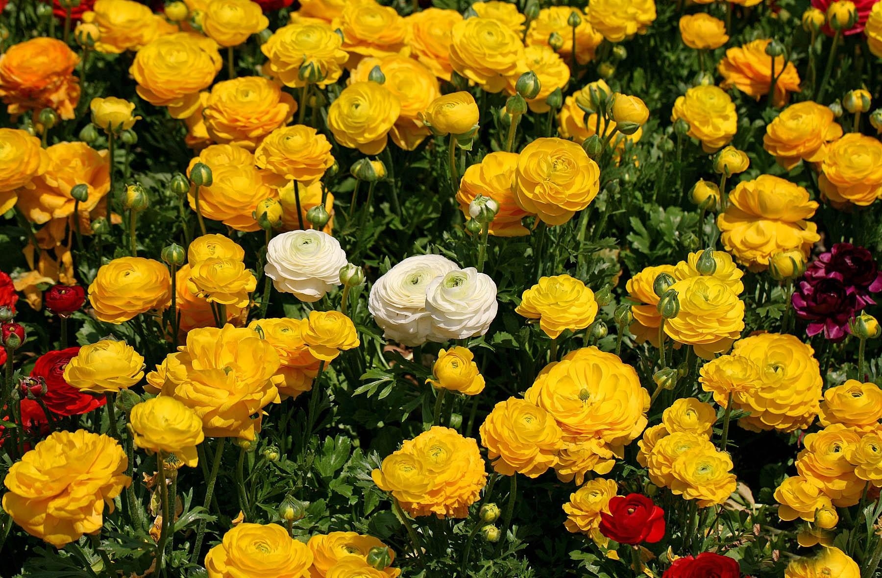 flowers, white, yellow, flower bed, flowerbed, ranunculus, ranunkulus, lots of, multitude