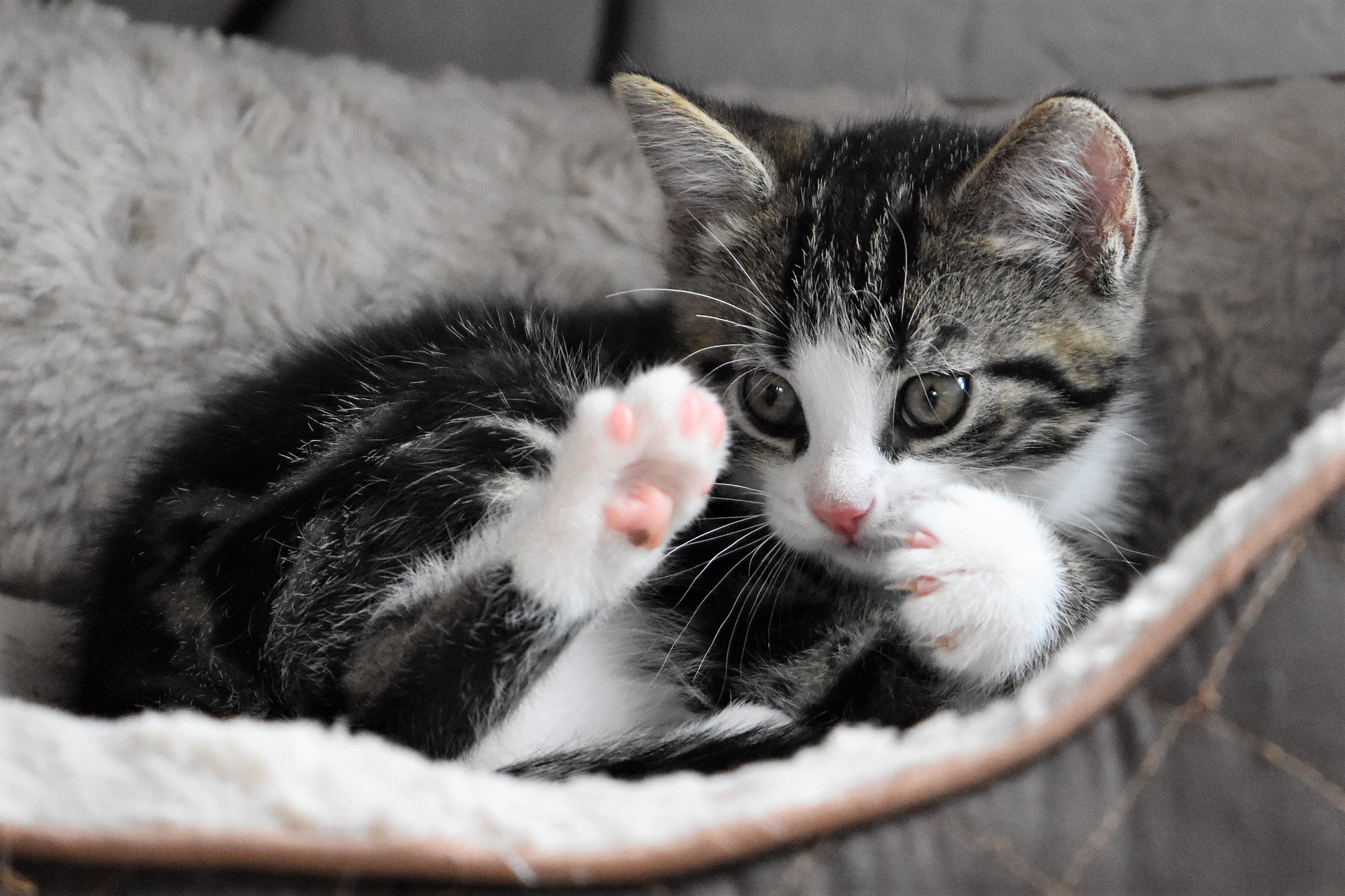 無料モバイル壁紙子猫, 赤ちゃん動物, ネコ, 猫, 動物をダウンロードします。