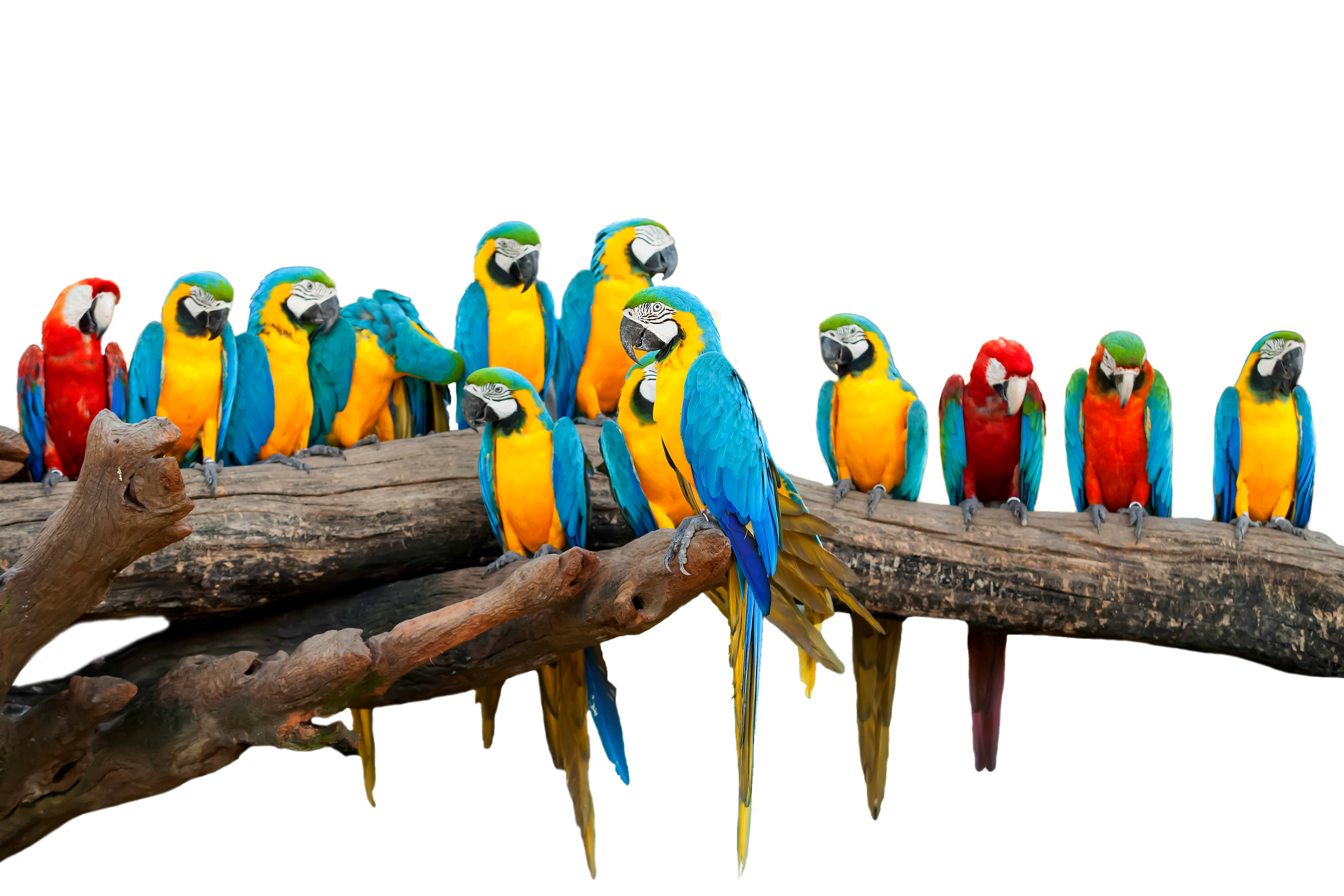 414477 скачать обои животные, ара, птицы, сине жёлтый ара, каталина ара, попугай, зеленокрылый ара - заставки и картинки бесплатно