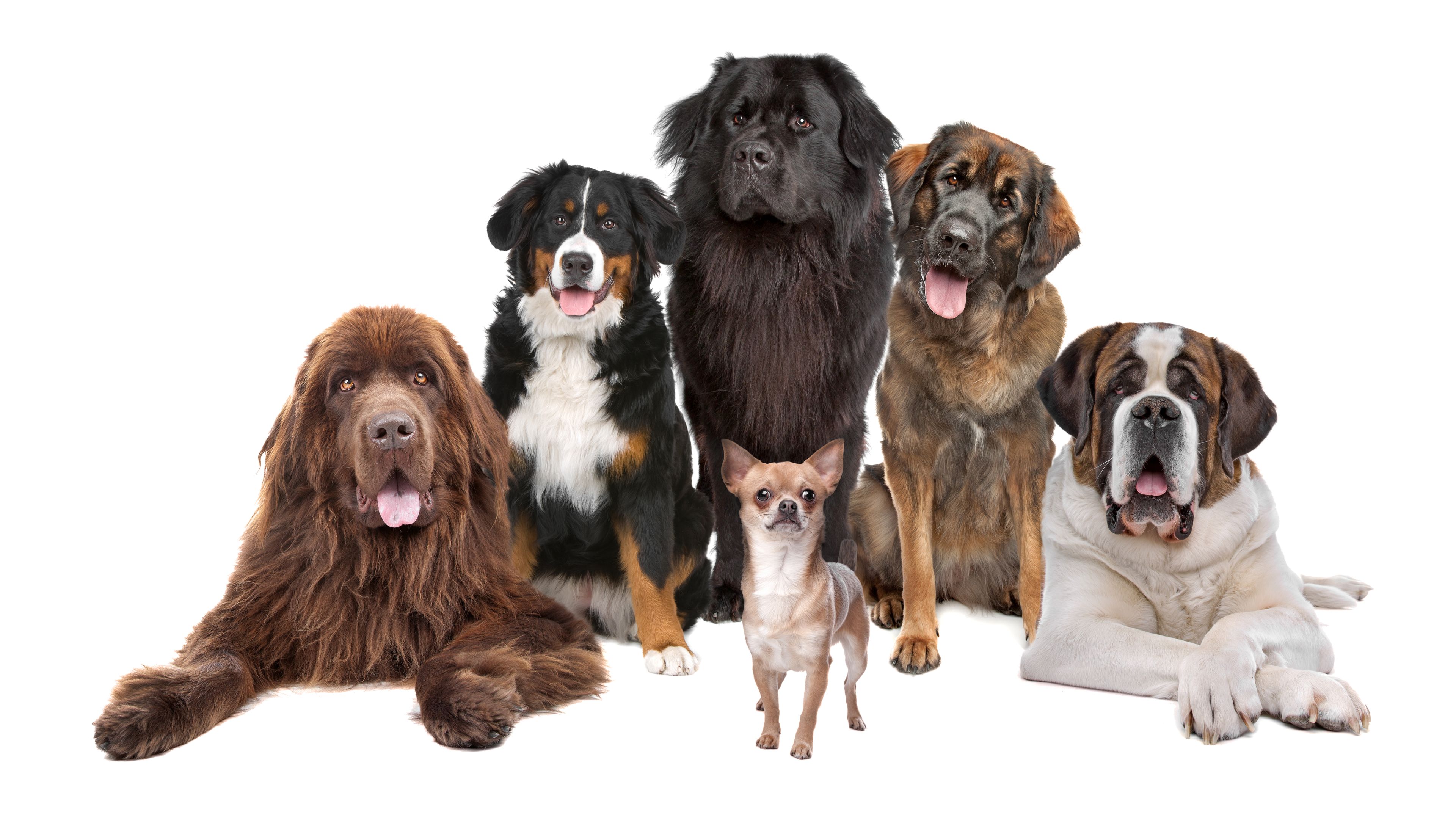 416004 Hintergrundbild herunterladen tiere, hund, chihuahua, sennenhund, sankt bernhard, hunde - Bildschirmschoner und Bilder kostenlos