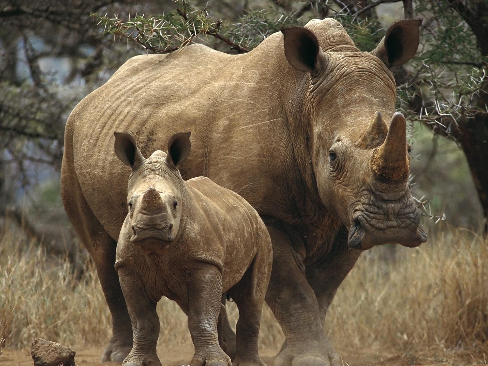 animals, trees, grass, forest, couple, pair, stroll, rhinos