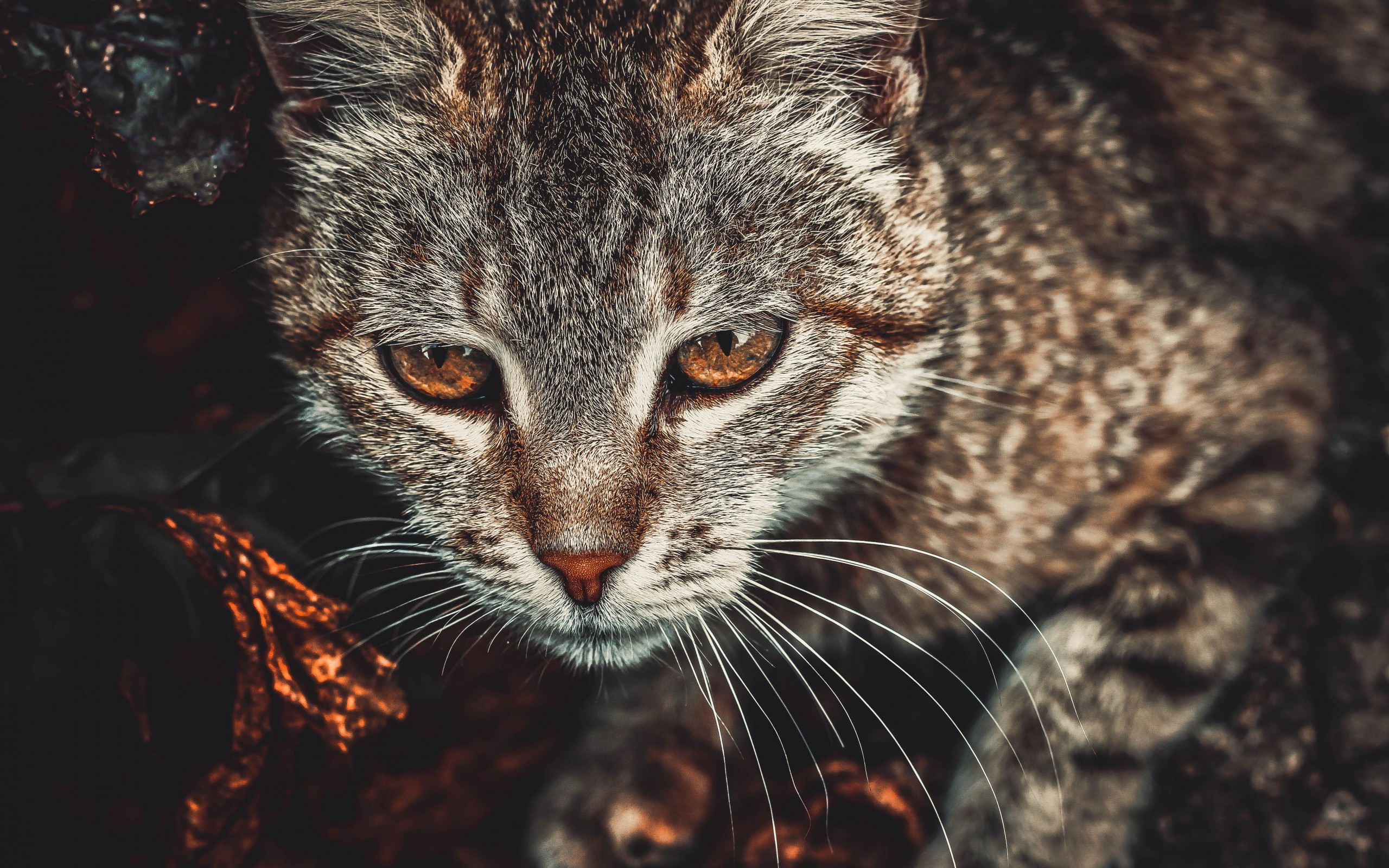 Baixe gratuitamente a imagem Animais, Gatos, Gato na área de trabalho do seu PC