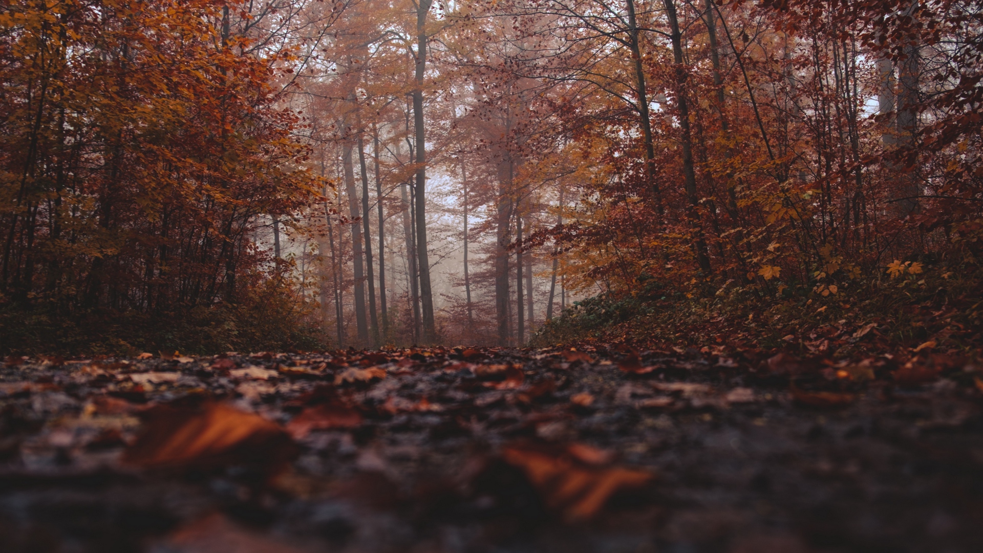 Handy-Wallpaper Herbst, Wald, Nebel, Erde/natur kostenlos herunterladen.