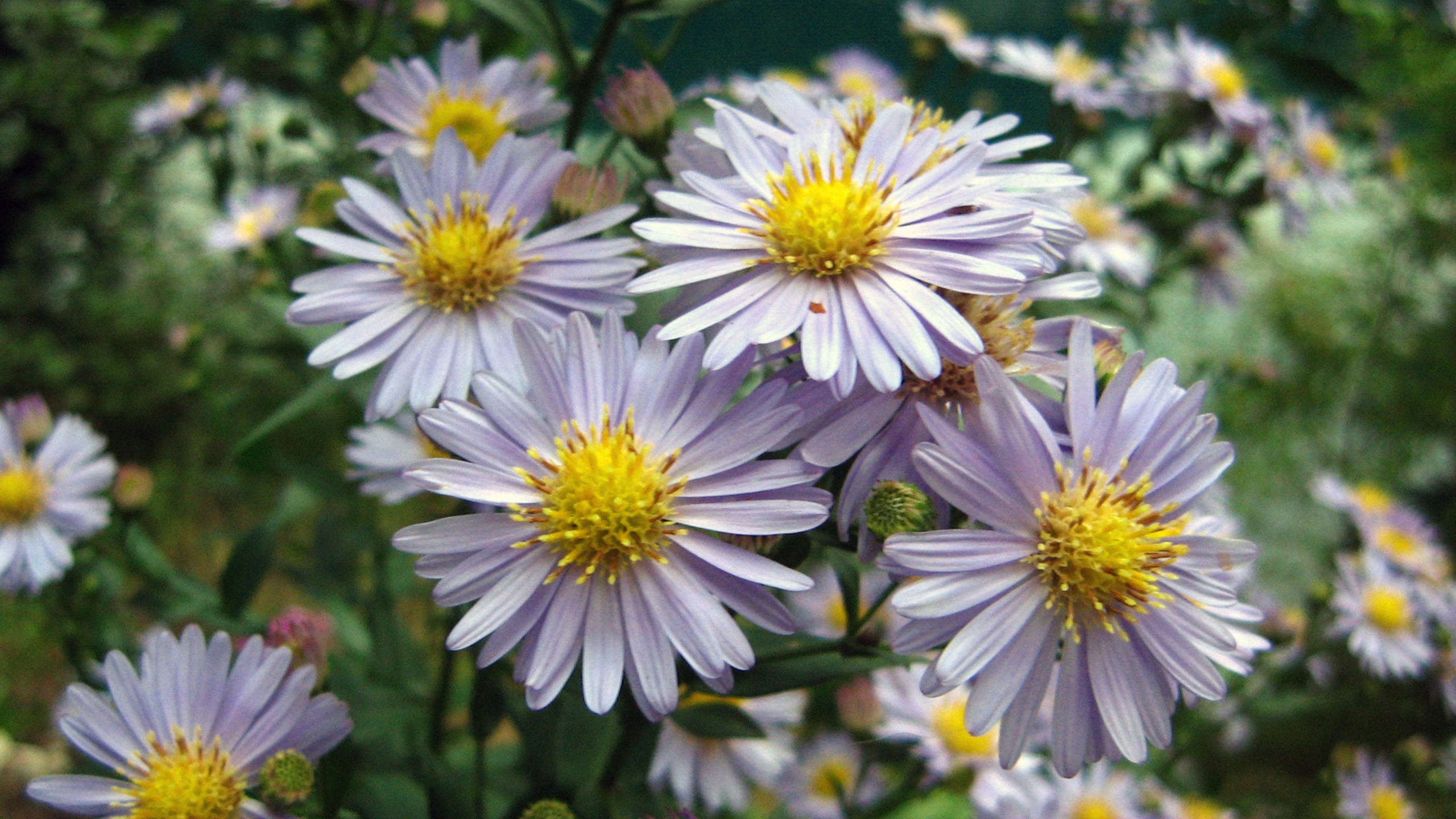 Free download wallpaper Daisy, Flowers, Earth on your PC desktop