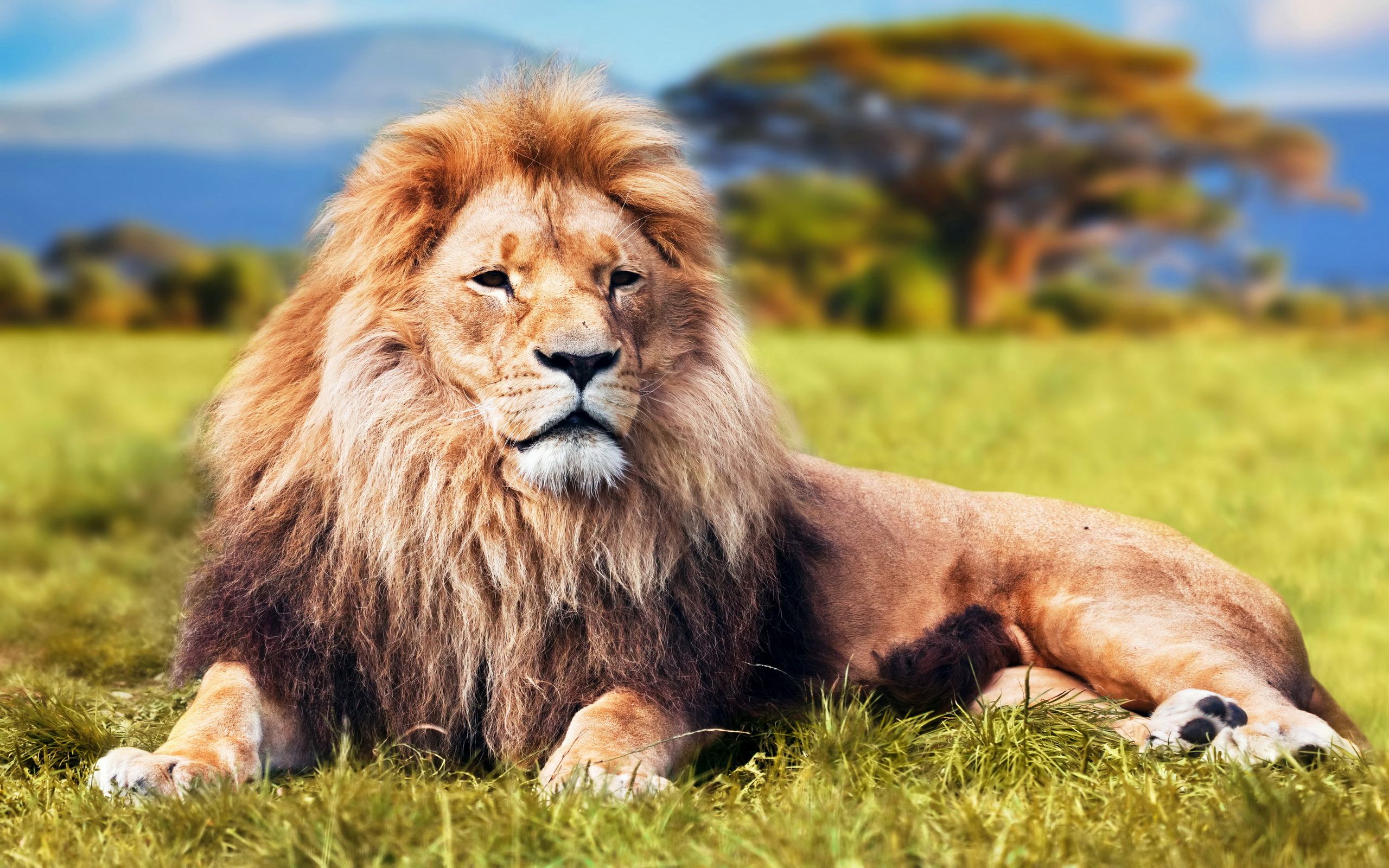 Téléchargez des papiers peints mobile Lion, Chats, Animaux gratuitement.