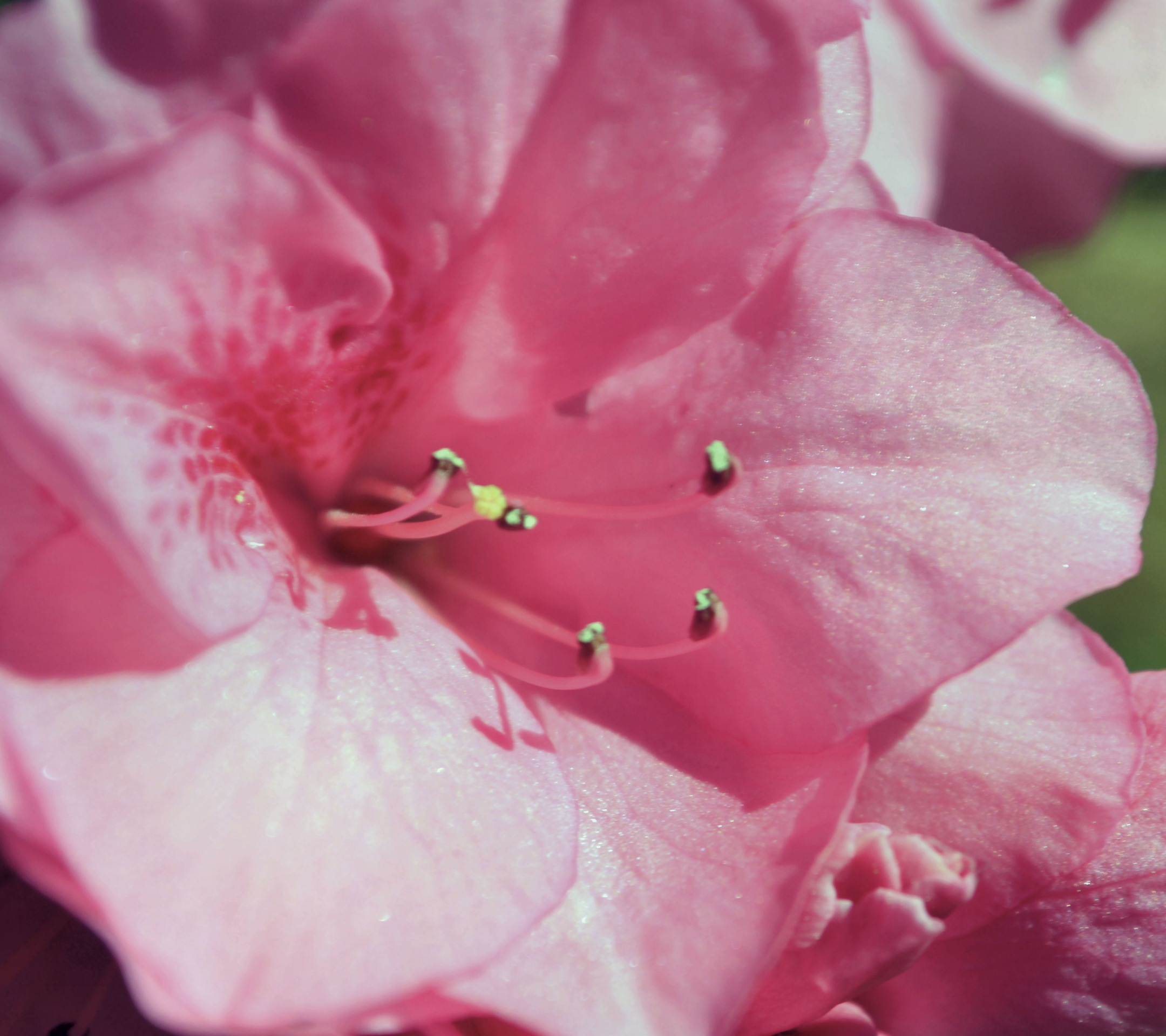 1121416 скачать обои земля/природа, рододендрон, розовый цветок, флауэрсы - заставки и картинки бесплатно