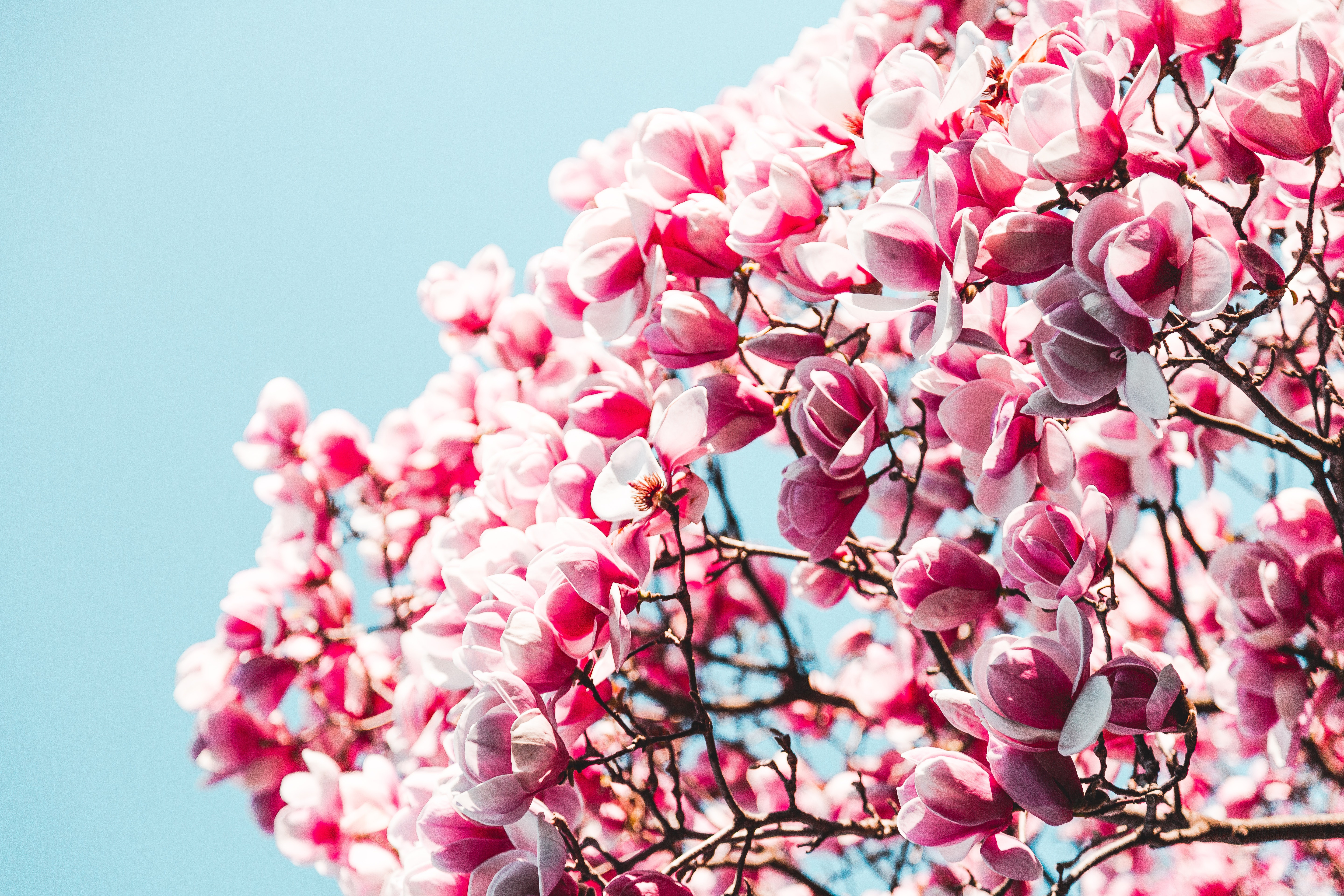 Скачать обои бесплатно Природа, Цветок, Весна, Цвести, Земля/природа, Розовый Цветок, Флауэрсы картинка на рабочий стол ПК