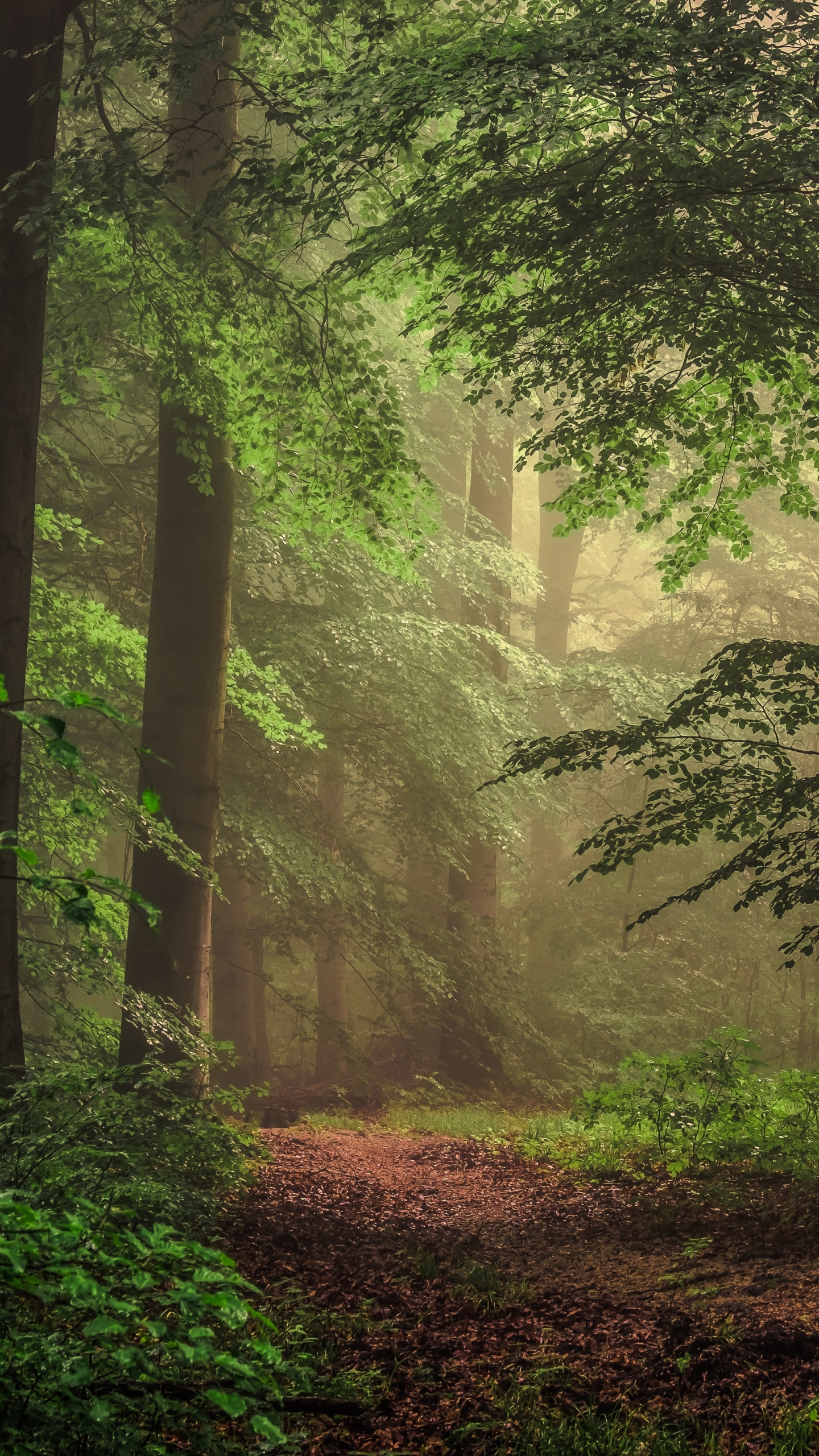 Descarga gratuita de fondo de pantalla para móvil de Naturaleza, Camino, Bosque, Árbol, Sendero, Tierra/naturaleza.