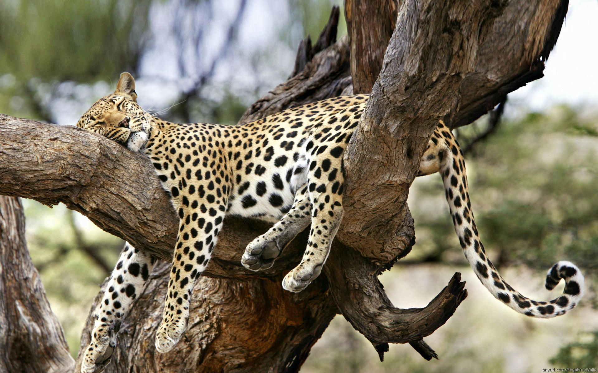 Baixar papel de parede para celular de Dormindo, Leopardo, Gatos, Animais gratuito.