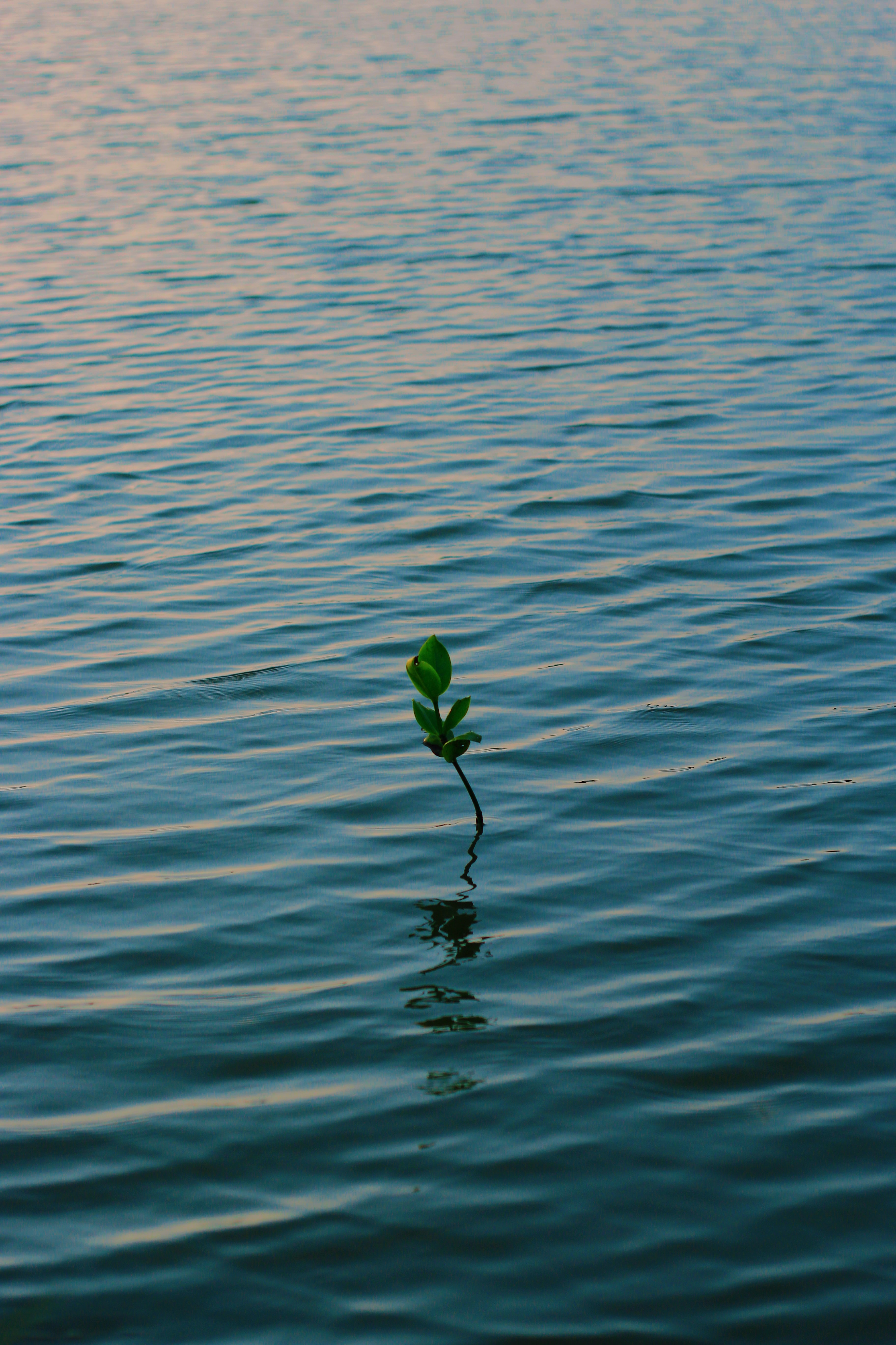 water, plant, nature, waves, branch