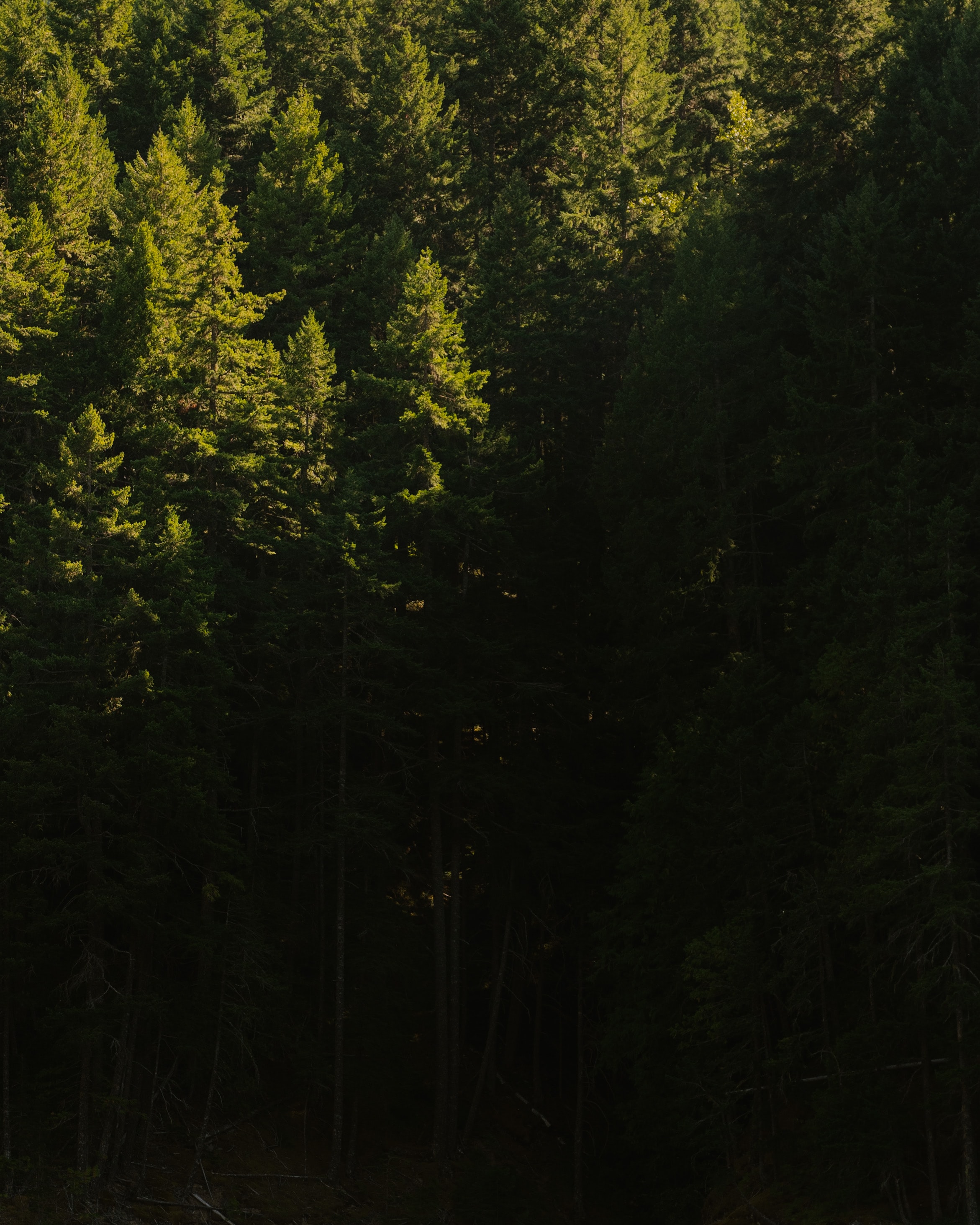 Laden Sie das Natur, Bäume, Kiefer, Wald, Schatten-Bild kostenlos auf Ihren PC-Desktop herunter