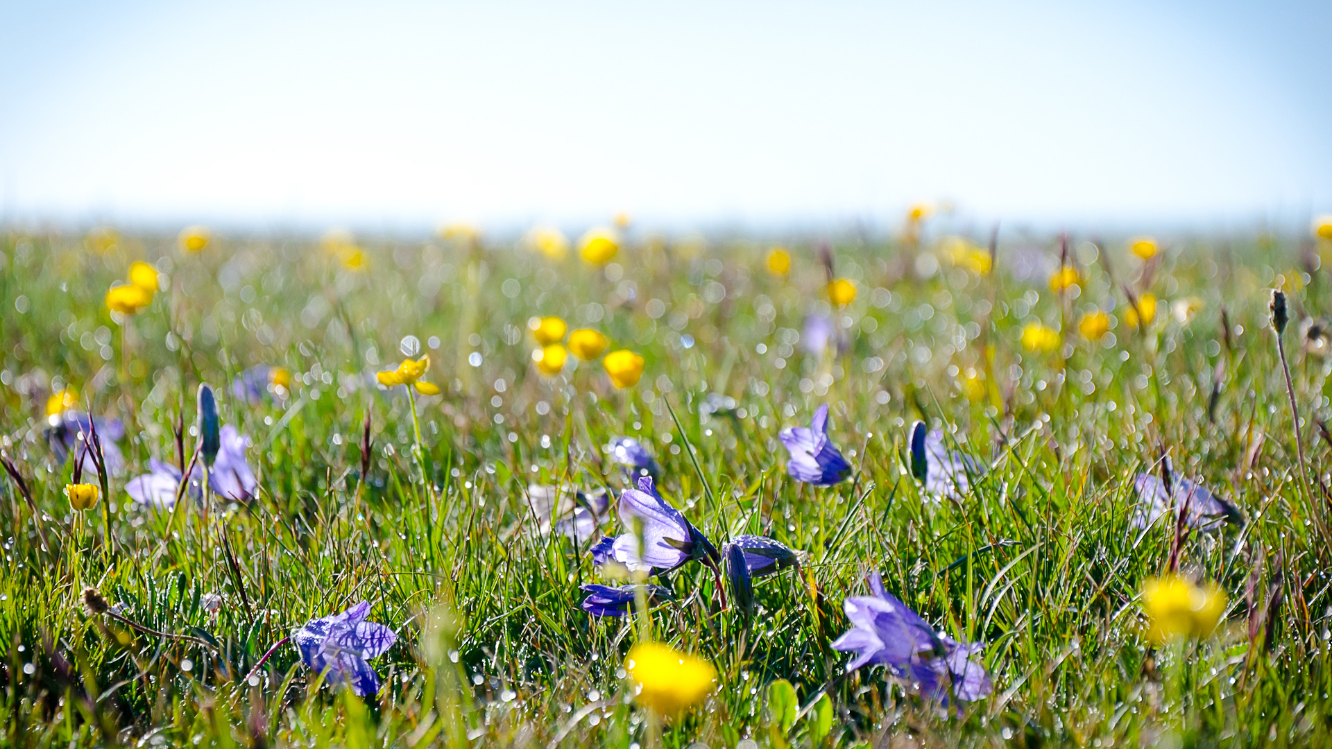 Téléchargez gratuitement l'image Fleur, Terre/nature sur le bureau de votre PC