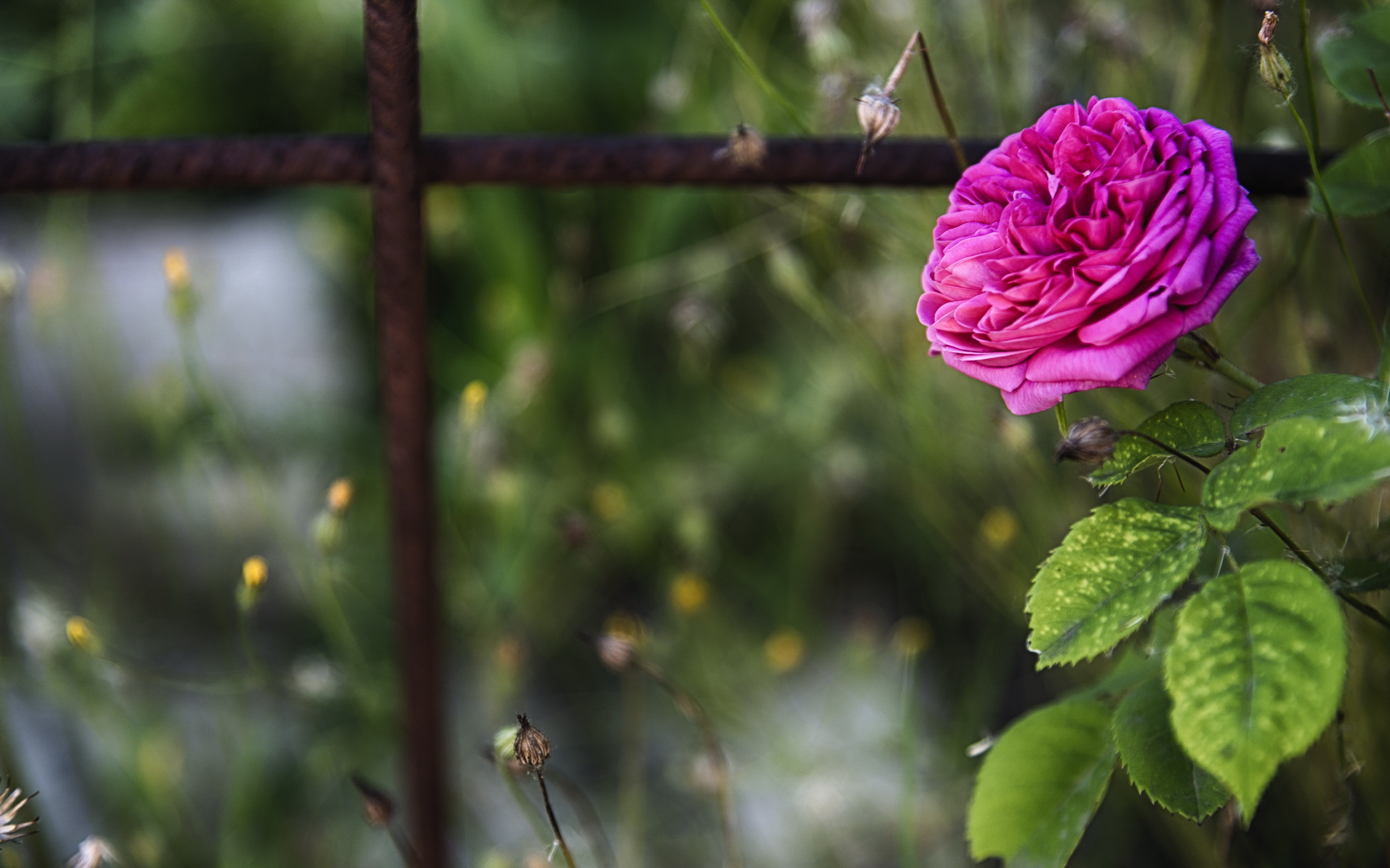 Téléchargez des papiers peints mobile Rose, Terre/nature gratuitement.