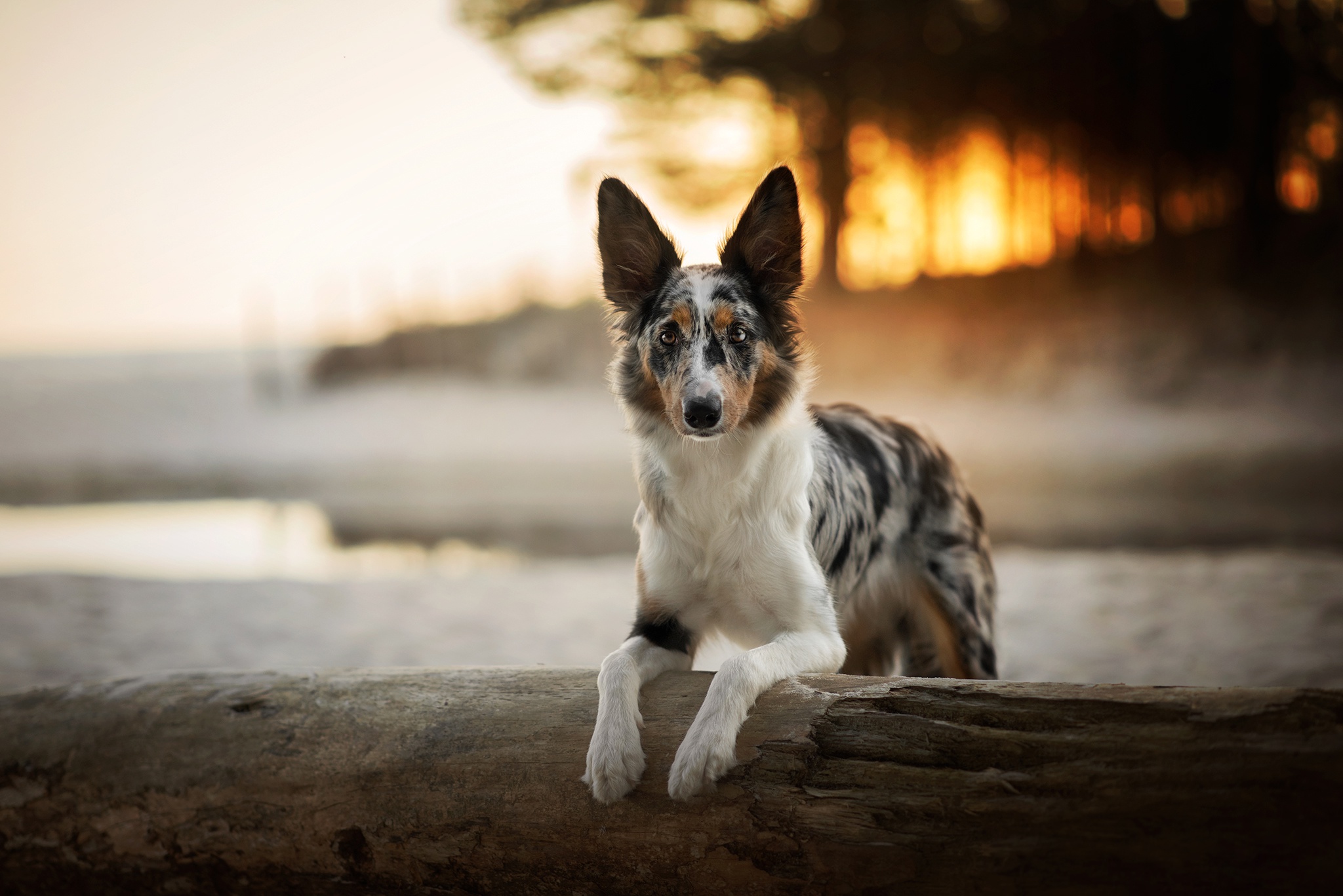 PCデスクトップに動物, 犬, ボーダーコリー, 被写界深度画像を無料でダウンロード