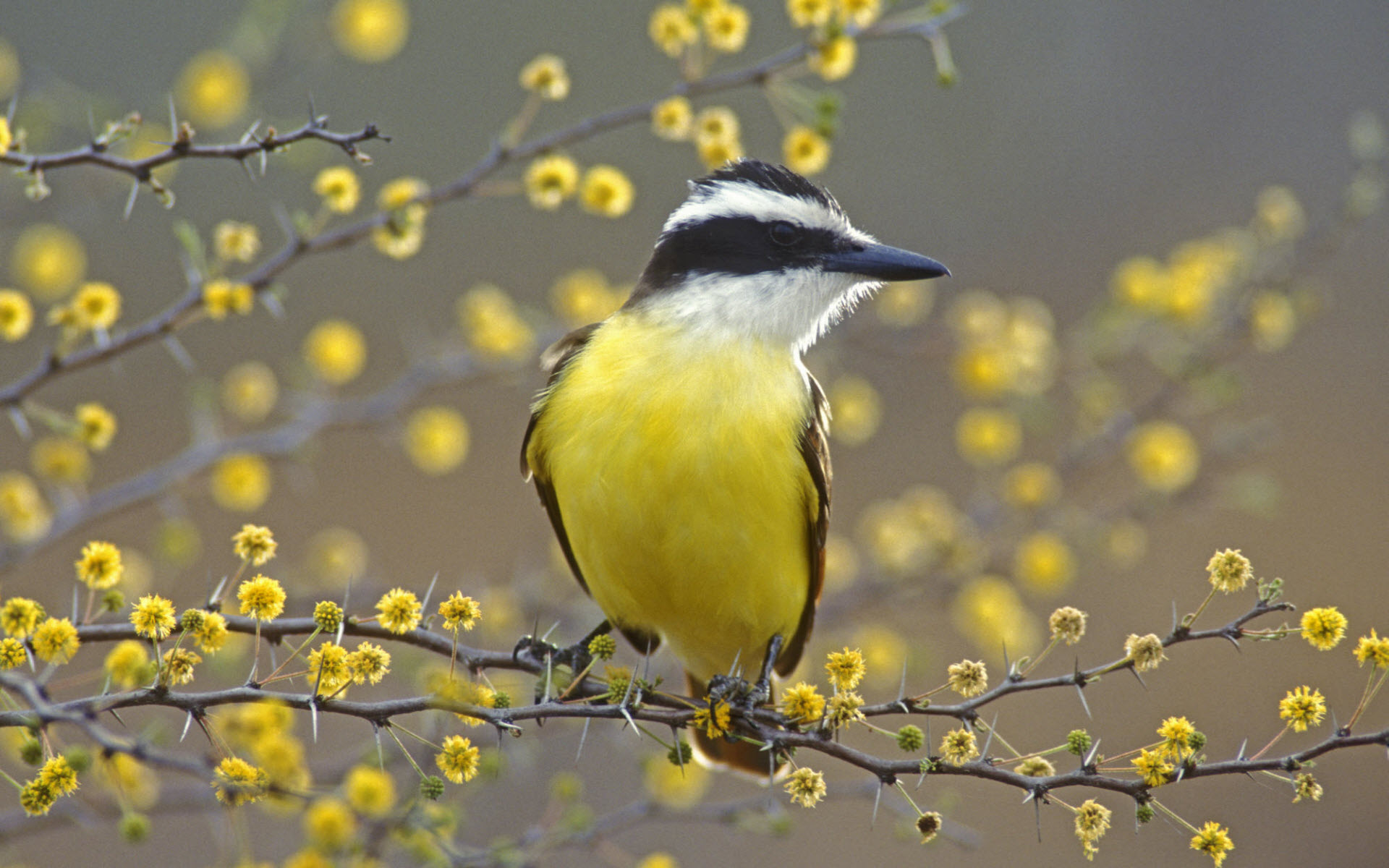 Baixe gratuitamente a imagem Pássaro, Aves, Animais na área de trabalho do seu PC