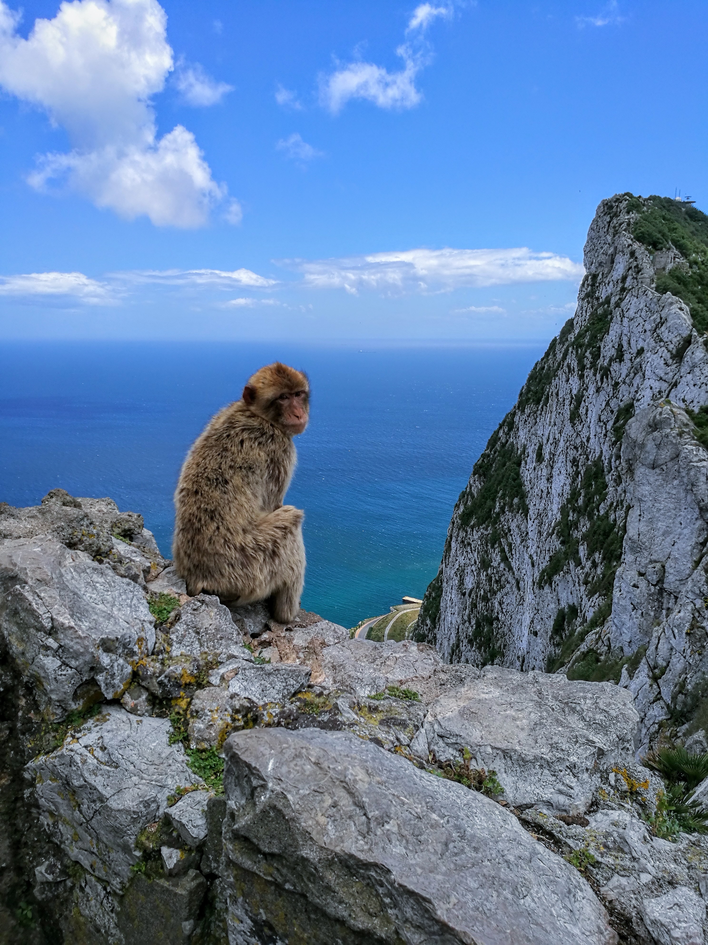 monkey, animals, sky, sea, rocks, marmoset Full HD