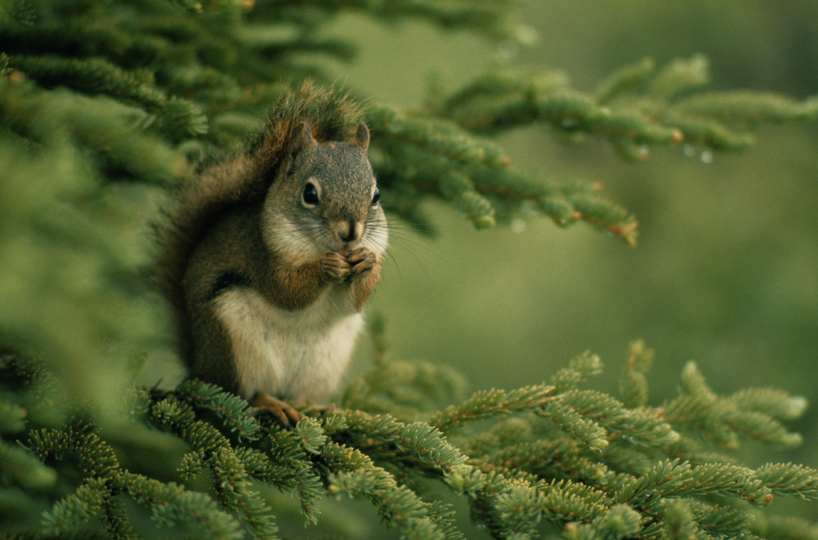 Download mobile wallpaper Squirrel, Tree, Branch, Animal for free.