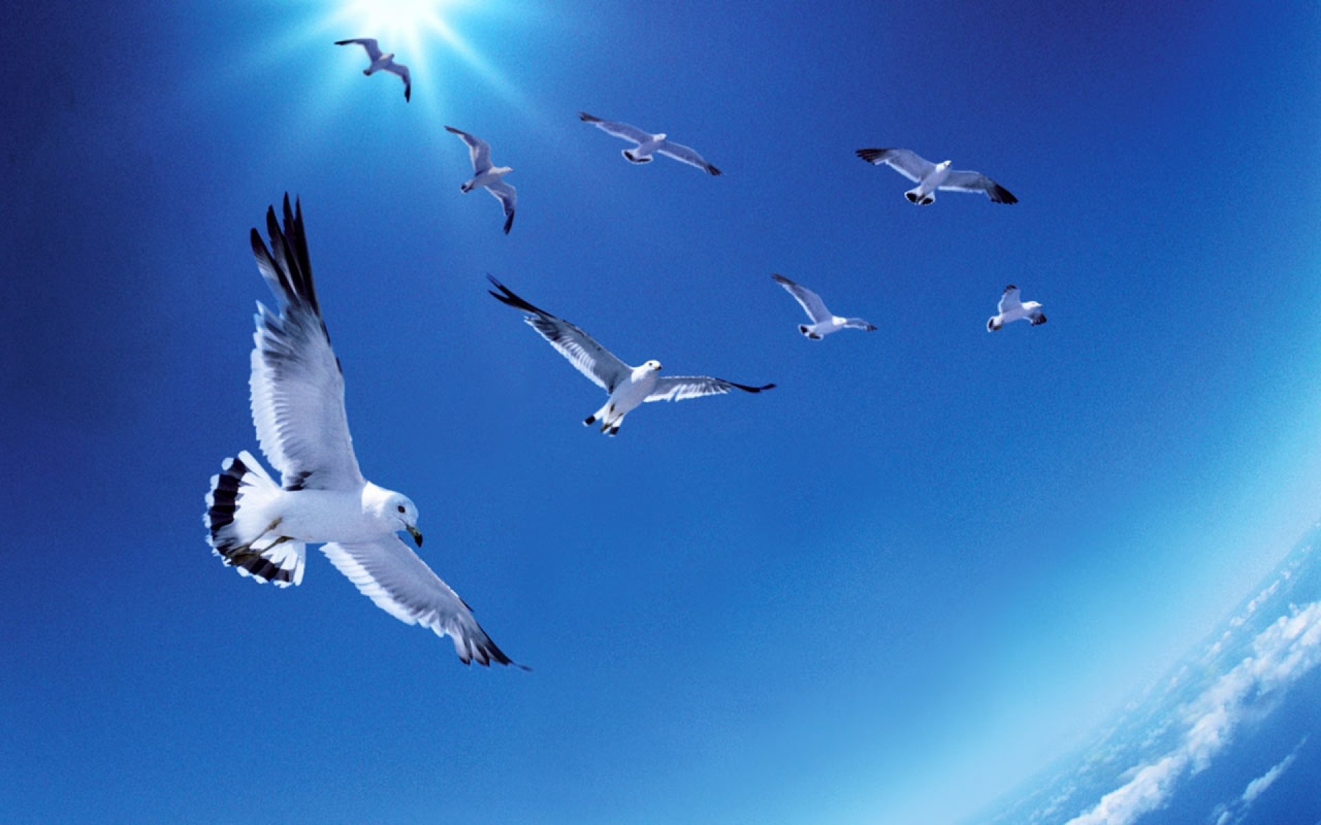 292571 descargar imagen animales, gaviota, ave, cielo, aves: fondos de pantalla y protectores de pantalla gratis