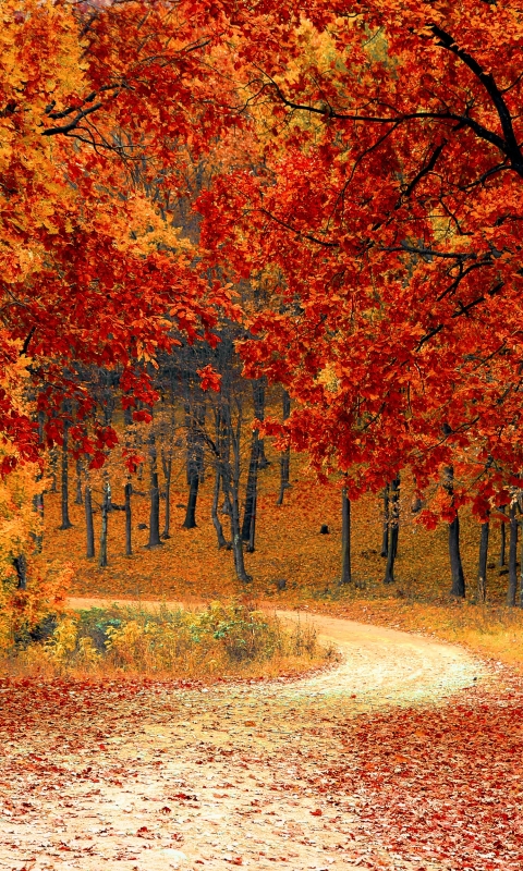 Скачать картинку Осень, Лес, Дерево, Дорожка, Падать, Сделано Человеком в телефон бесплатно.