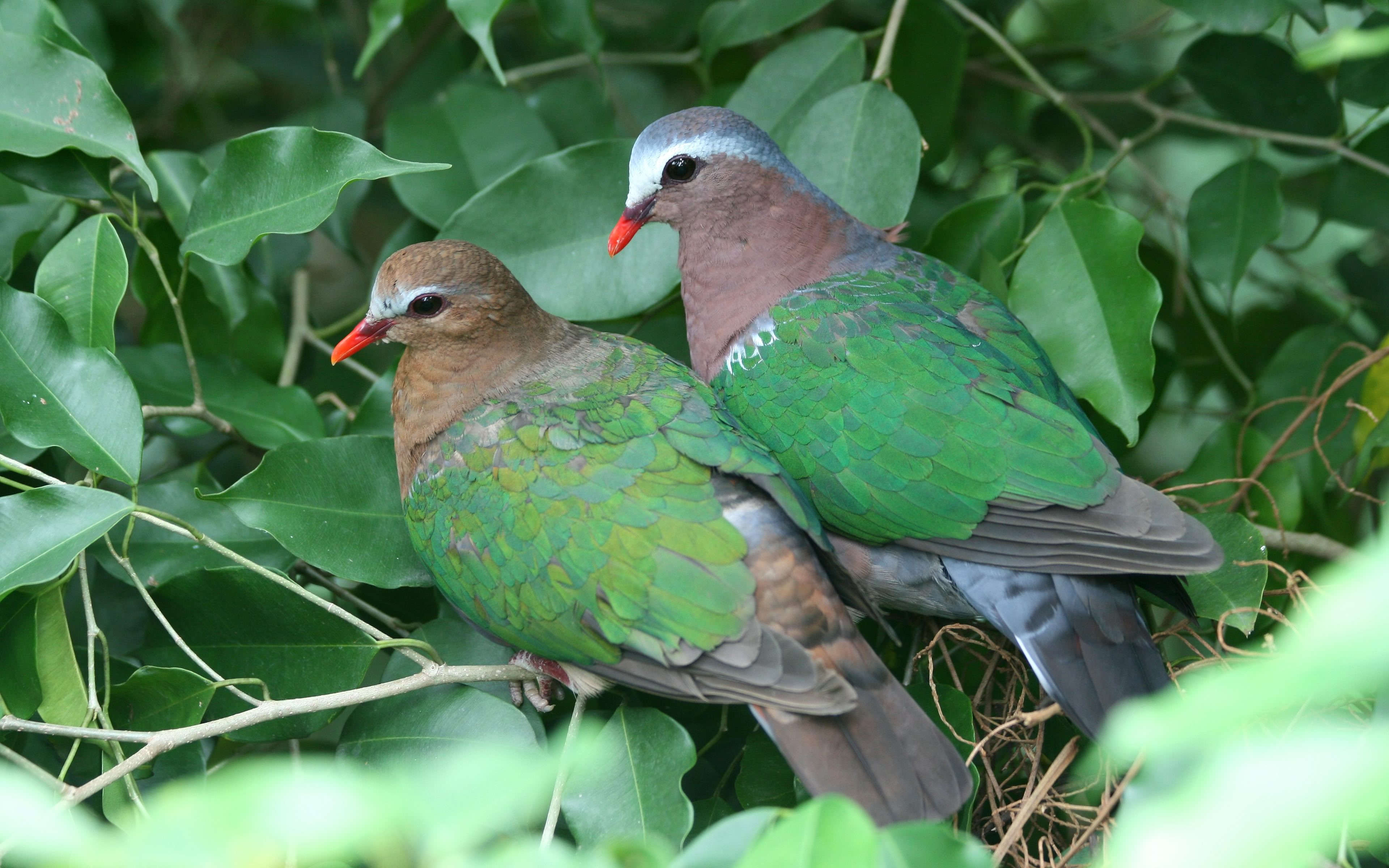 一般的なエメラルドの鳩HDデスクトップの壁紙をダウンロード