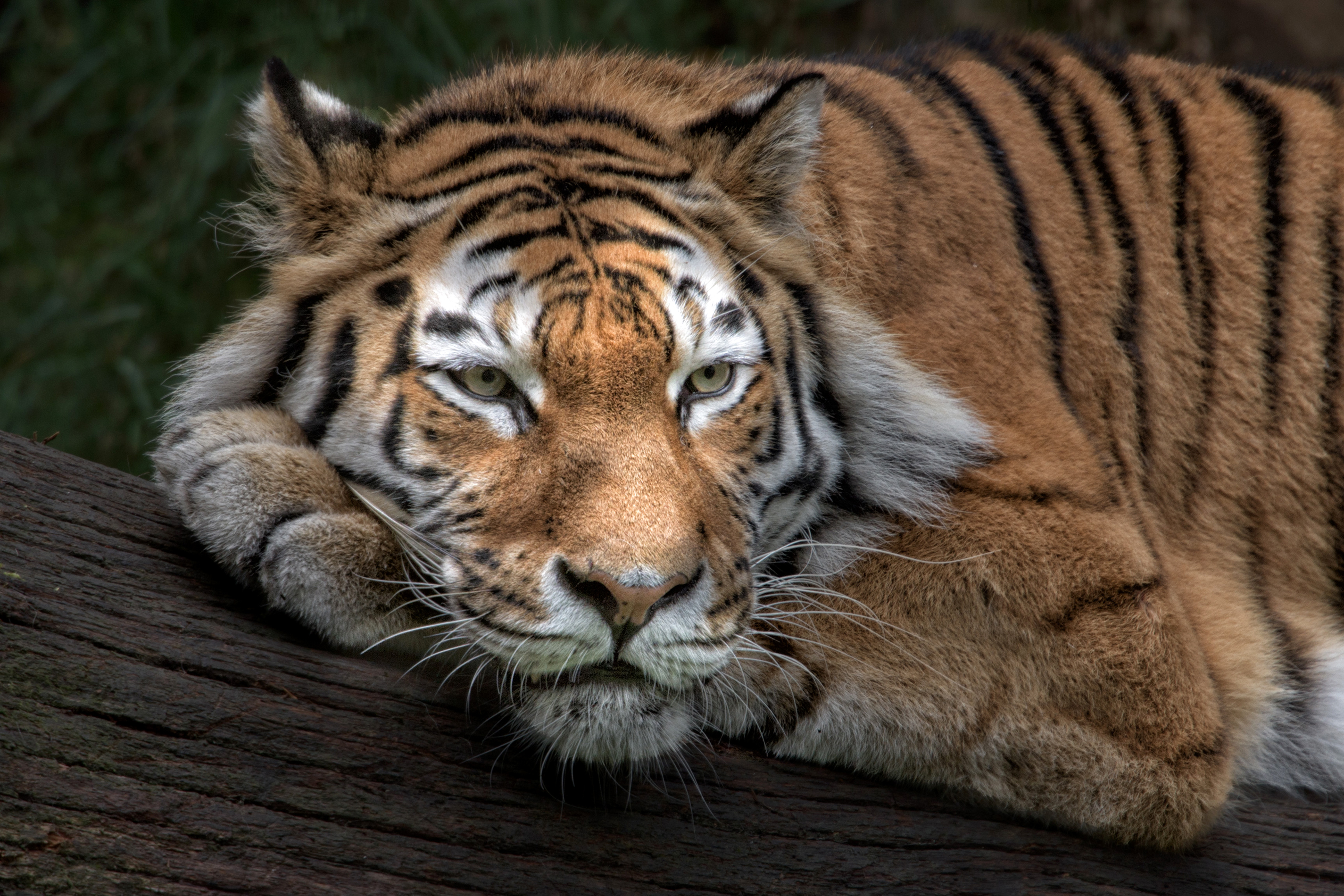 Завантажити шпалери безкоштовно Тигр, Тварина, Коти, Відпочиває картинка на робочий стіл ПК