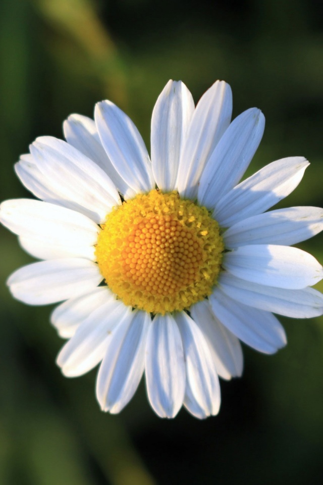 Descarga gratuita de fondo de pantalla para móvil de Naturaleza, Flores, Flor, Tierra, Margarita, Flor Blanca, Tierra/naturaleza.