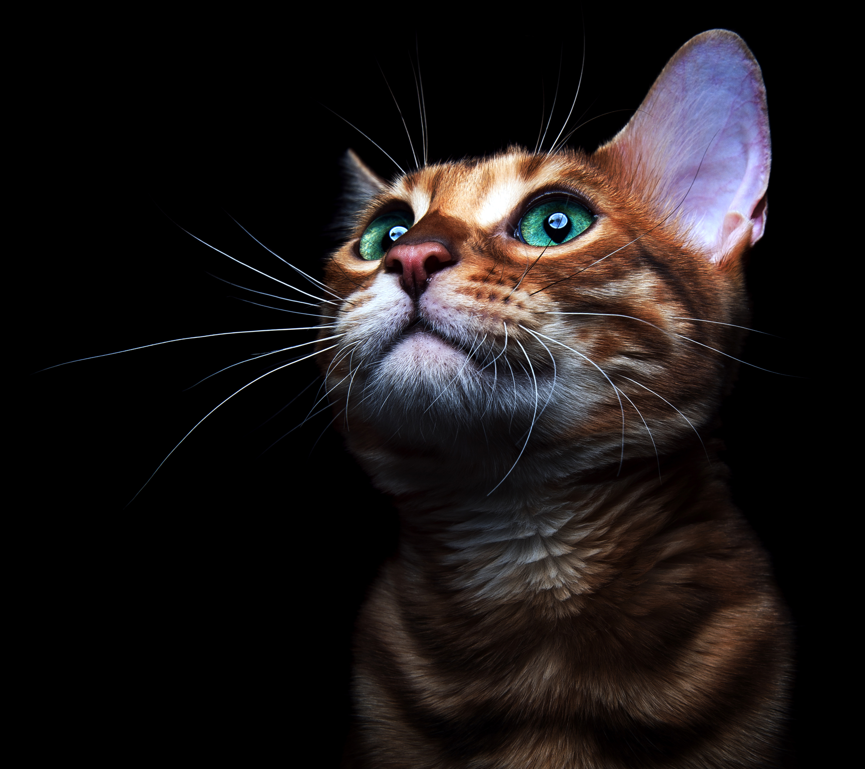 Скачати мобільні шпалери Кішка, Кошеня, Тварина, Коти, Зелені Очі безкоштовно.
