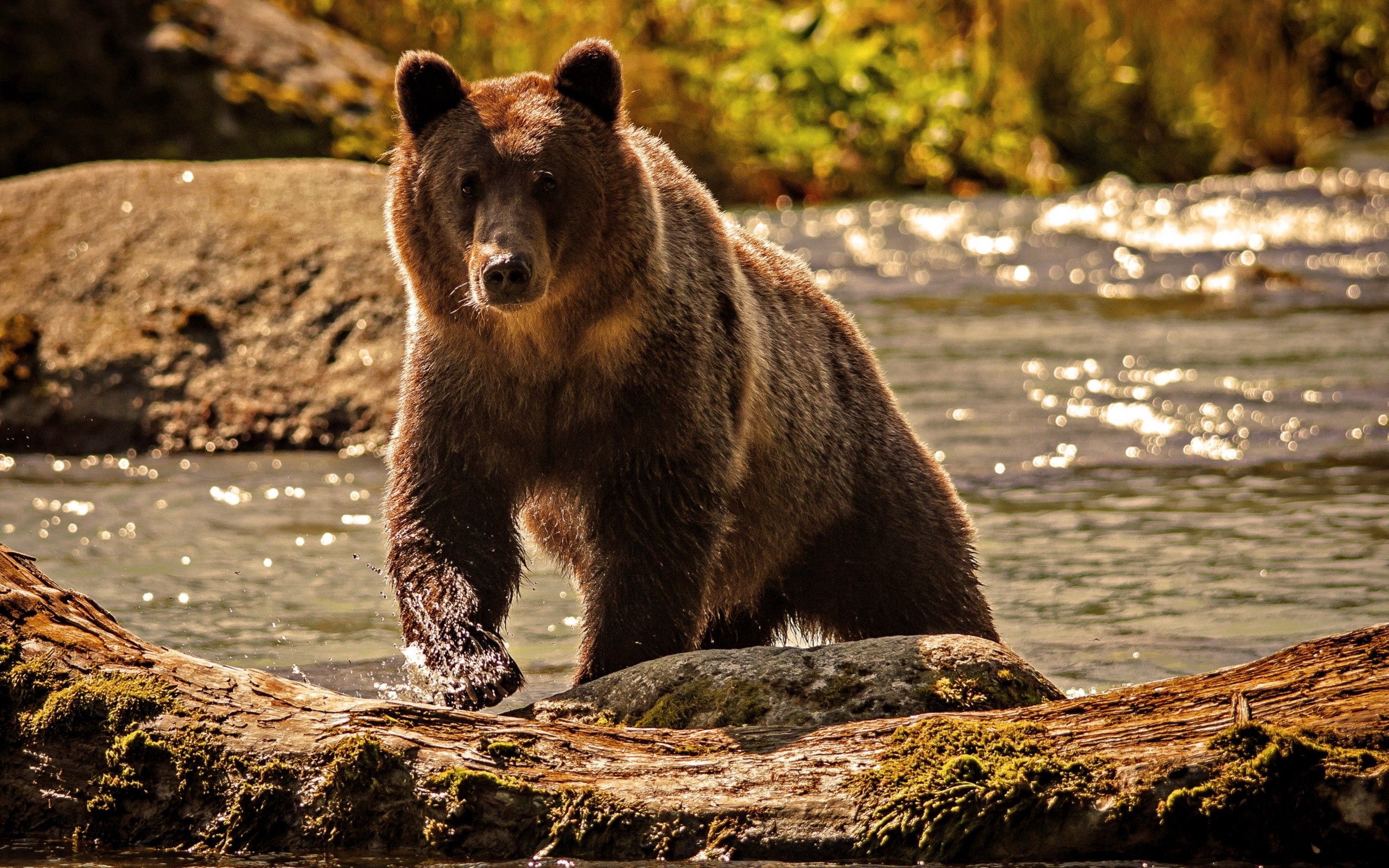 PCデスクトップに動物, 色, 登る, くま, 熊, 水画像を無料でダウンロード