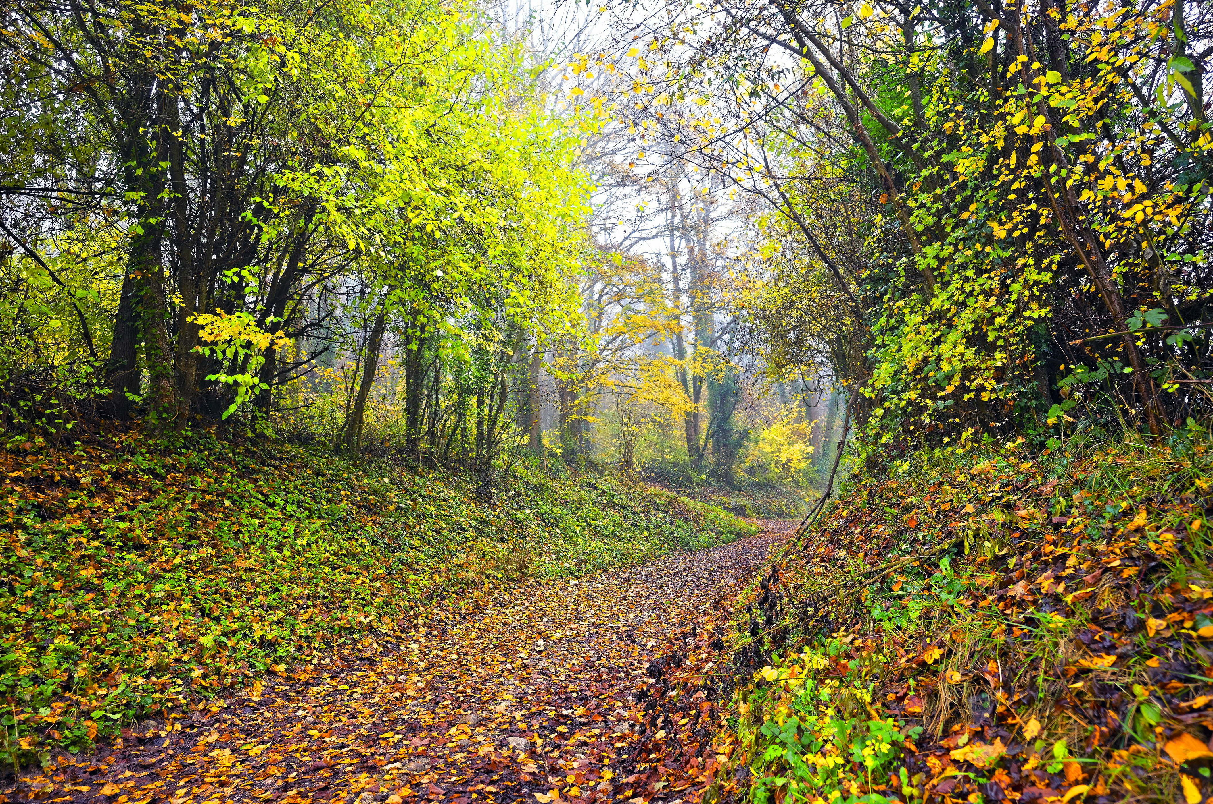 Free download wallpaper Nature, Forest, Leaf, Fall, Earth, Path on your PC desktop