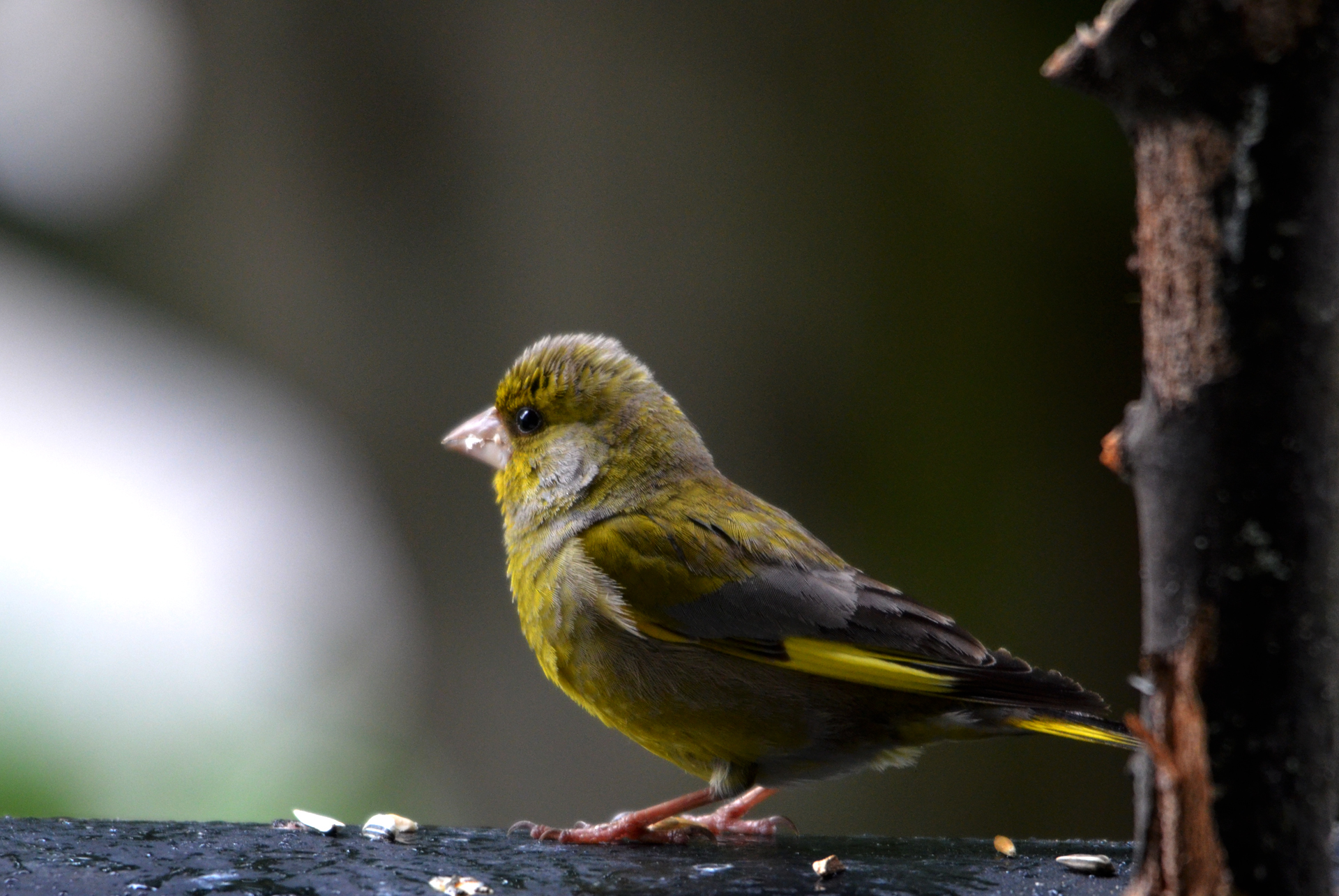 Descarga gratuita de fondo de pantalla para móvil de Ave, Aves, Animales.