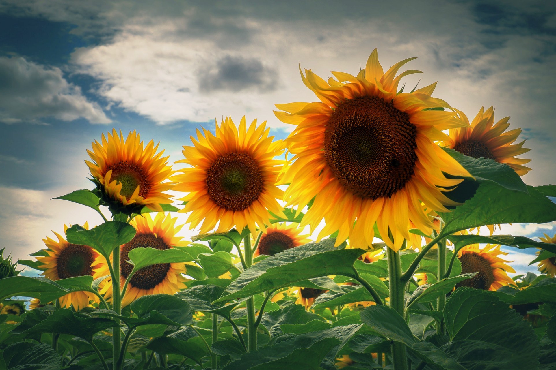 Download mobile wallpaper Nature, Flowers, Summer, Flower, Earth, Sunflower for free.