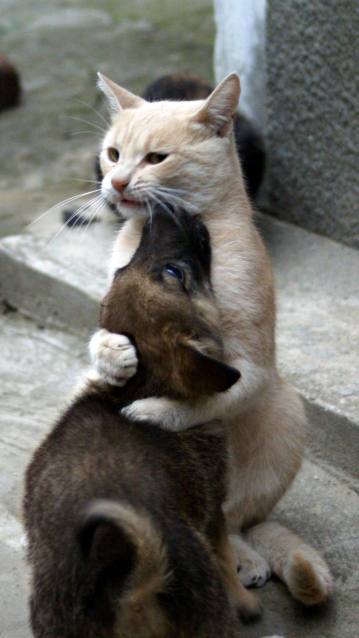 Download mobile wallpaper Cat, Animal, Puppy, Cute, Hug for free.