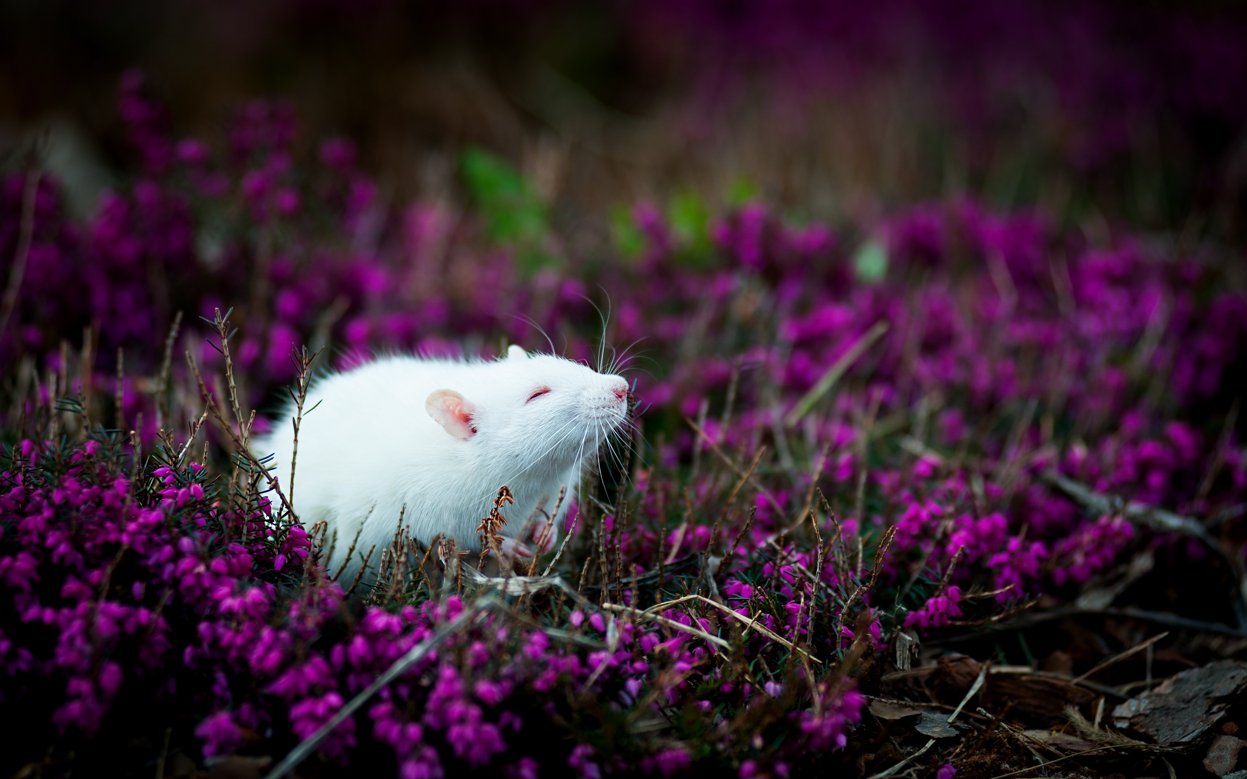 Free download wallpaper Animal, Mouse on your PC desktop