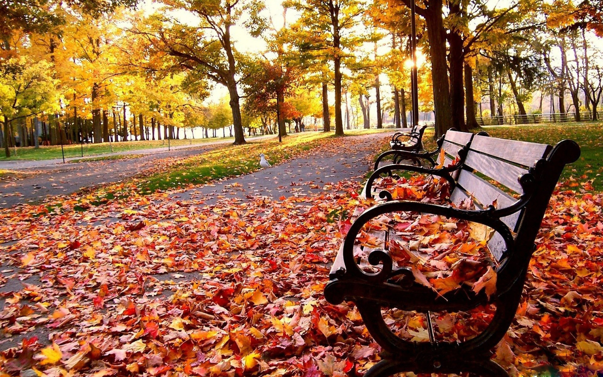 Laden Sie das Herbst, Bank, Baum, Blatt, Menschengemacht-Bild kostenlos auf Ihren PC-Desktop herunter