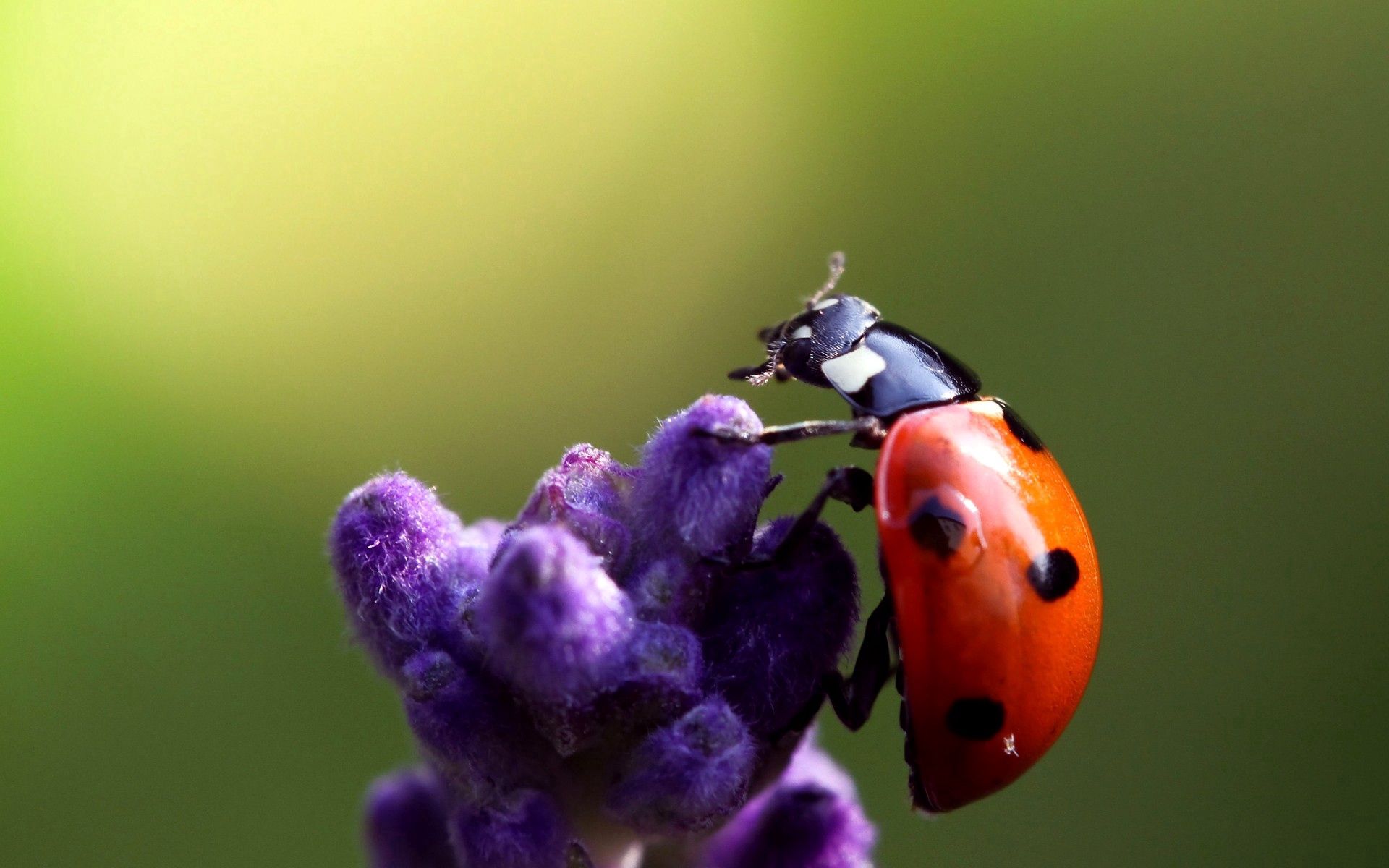 vertical wallpaper ladybug, ladybird, flower, macro, insect, crawl