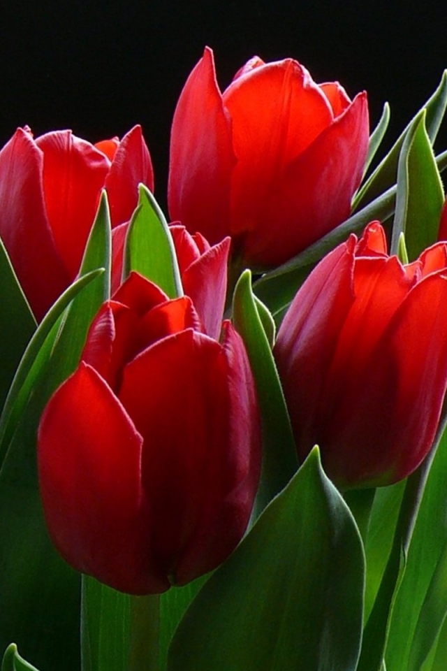Descarga gratuita de fondo de pantalla para móvil de Flores, Flor, De Cerca, Tierra, Tulipán, Flor Roja, Tierra/naturaleza.