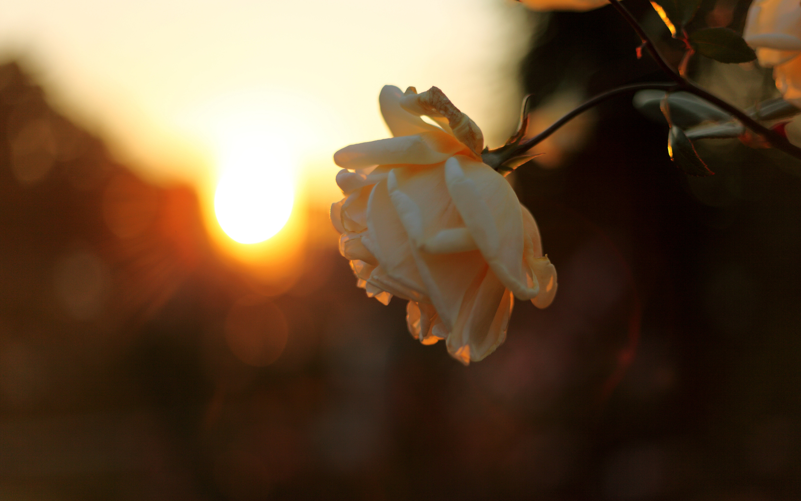 Laden Sie das Blumen, Rose, Erde/natur-Bild kostenlos auf Ihren PC-Desktop herunter